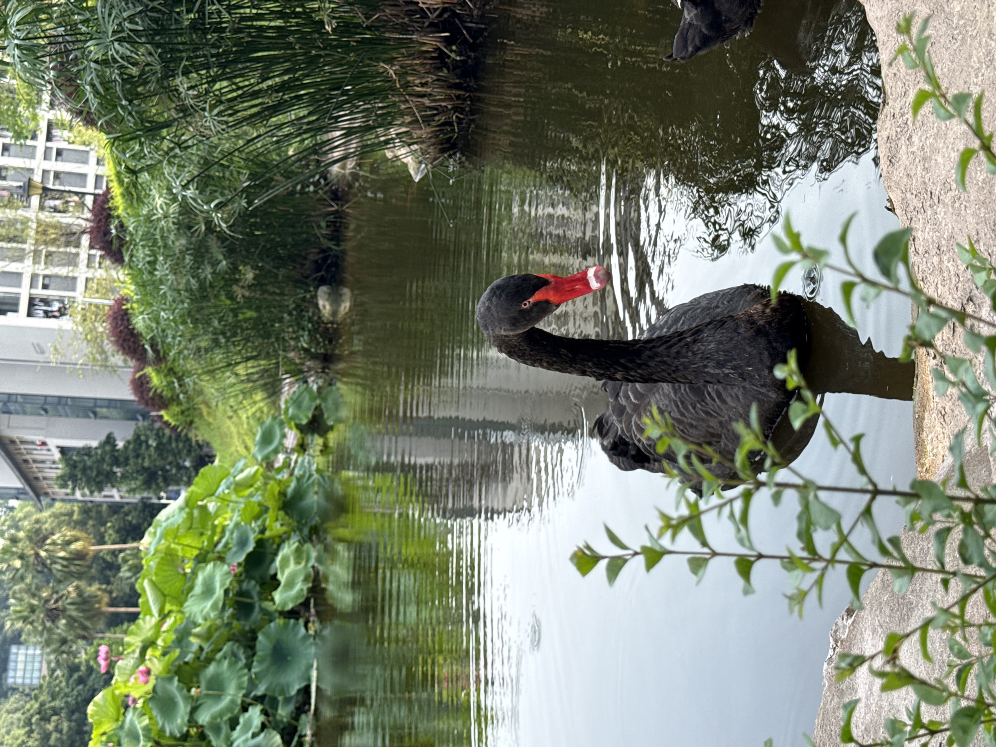 The image depicts a tranquil outdoor scene within a park or landscaped area in Jiangjin, China. A prominent Black Swan (Cygnus atratus) occupies the mid-left of the frame, swimming gracefully in dark green water. Its plumage is uniformly black, and its striking beak is bright red with a distinct white or pale pink band at the tip. Subtle ripples radiate from its body on the water's surface. The rear of a second Black Swan is partially visible in the bottom right corner, also submerged in the water.
The pond's left side is densely covered with large, circular green lotus leaves (Nymphaeaceae), among which several soft pink lotus blooms are interspersed. The right bank features tall, slender green aquatic plants, resembling papyrus reeds, rising vertically from the water's edge. The water reflects the sky, distant buildings, and surrounding foliage, with noticeable distortion from the ripples.
In the background, on the left, several tall palm trees with visible trunks and fronds stand alongside a light-colored building. On the right background, a multi-story, light-toned building with numerous windows is visible, partially obscured by various green and reddish-leafed shrubs. The immediate foreground shows blurred green leafy stalks growing from a light grey, rough-textured stone or concrete edge bordering the pond. The overall lighting suggests an overcast day, providing soft, diffused illumination to the scene.