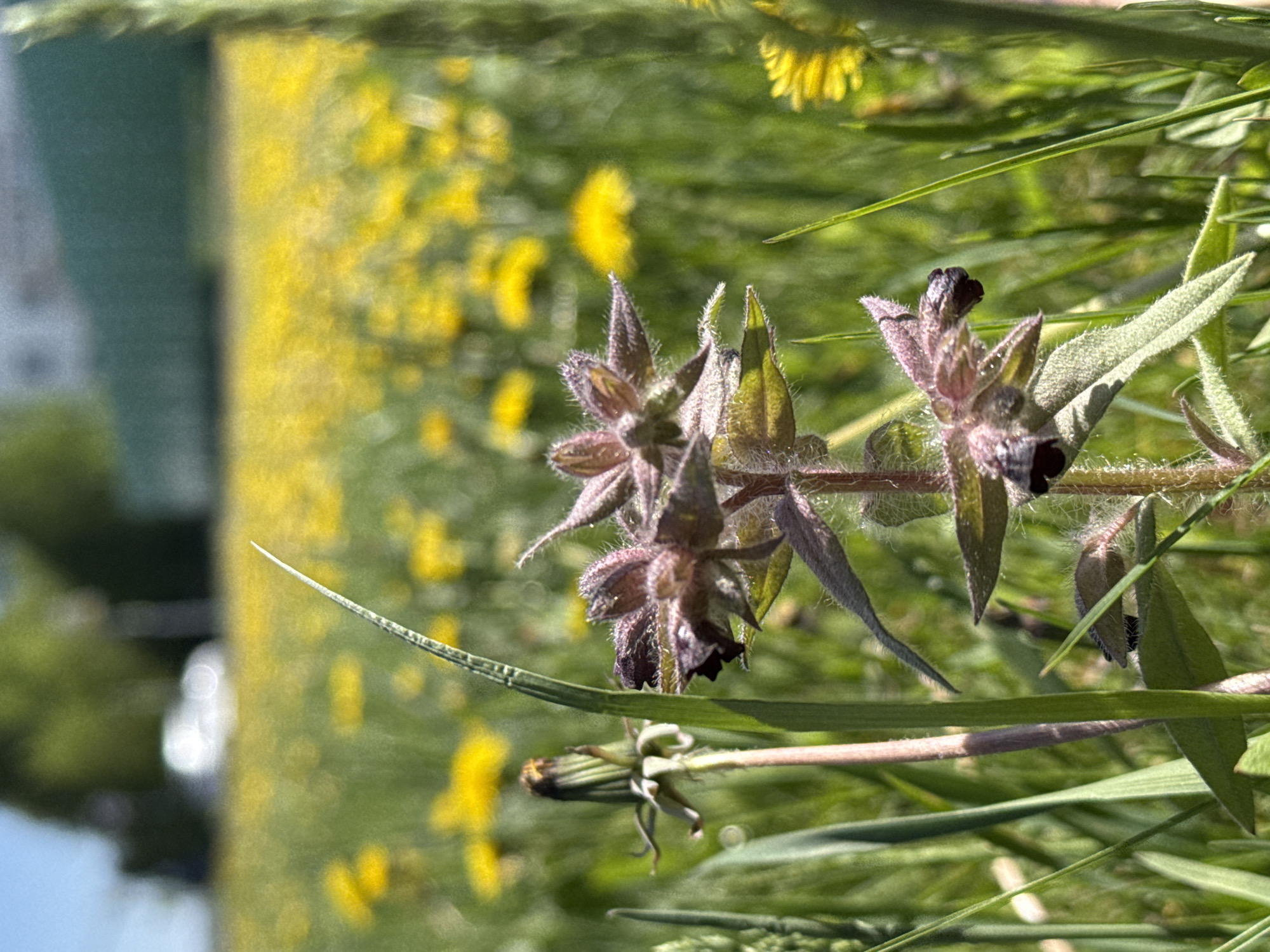 The image shows a close-up view of a plant with small, dark purple flowers and fuzzy, pointed leaves. The plant is growing amidst blades of grass and other foliage. In the blurred background, there's a patch of yellow flowers and a building.