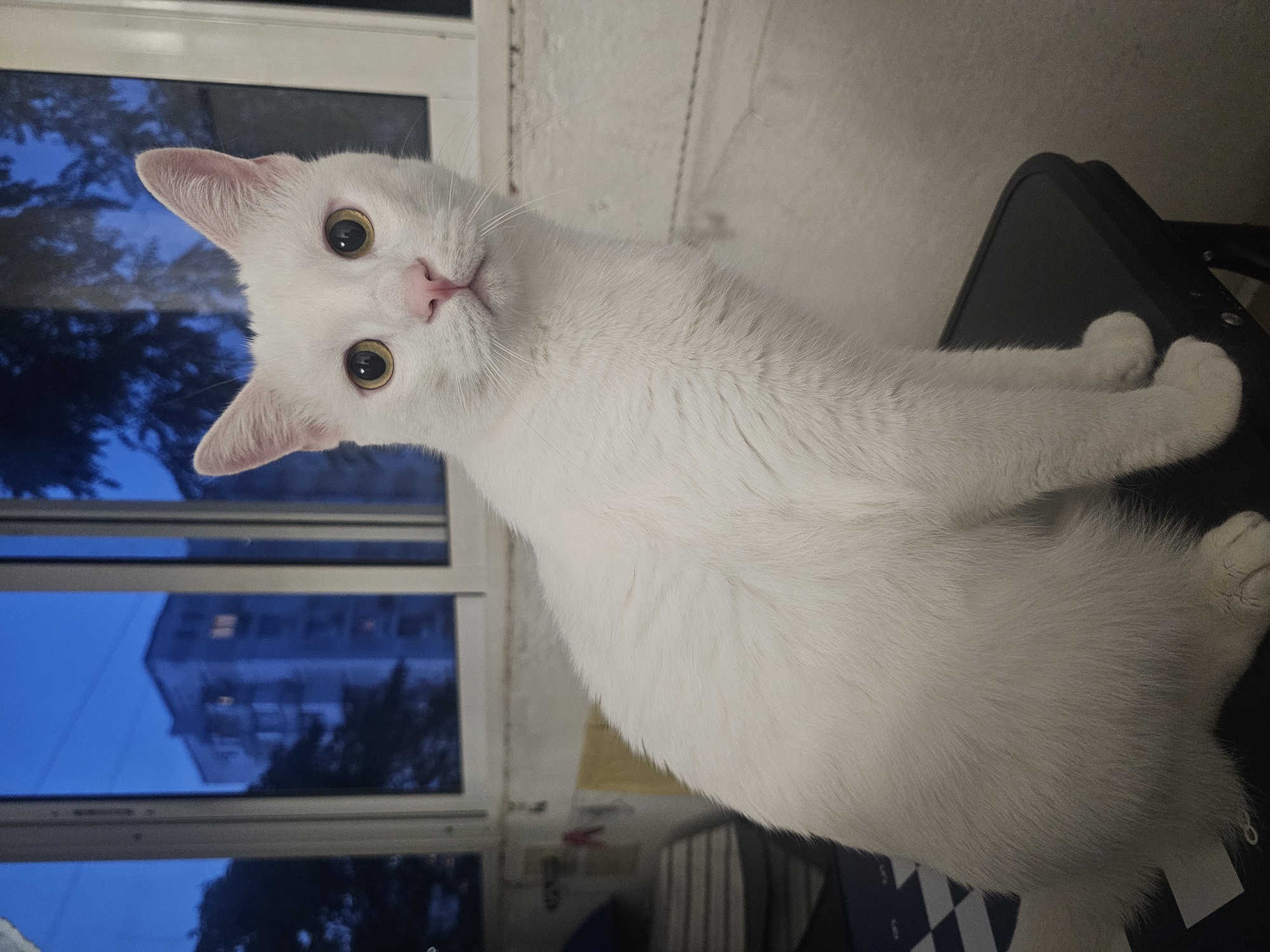 A medium shot shows a white cat with yellow eyes and a pink nose sitting on a dark surface in front of a window. The window offers a view of a building with lights on and trees against a dark blue twilight sky. The cat is looking directly at the camera. The setting appears to be indoors, possibly an apartment, with a checkered pattern visible on a surface to the left of the cat.