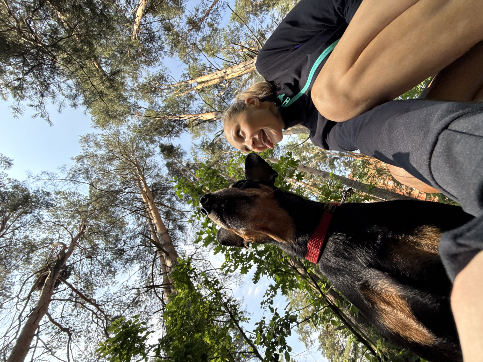 A low-angle, wide shot captures a person and a dog outdoors in a wooded area, possibly Chaikovsky, Russia, with tall trees reaching towards a clear blue sky. The dog, a black and tan breed with a red collar, is positioned in the left foreground, looking upwards with its tongue out. To the right, a young woman with blonde hair pulled back is looking up at the dog and sticking out her tongue. She is wearing a black jacket with a turquoise zipper. The environment is characterized by dense green foliage and the trunks of numerous pine trees. Sunlight filters through the branches, creating dappled light on the subjects and the forest floor. The perspective is from ground level, looking upwards.
