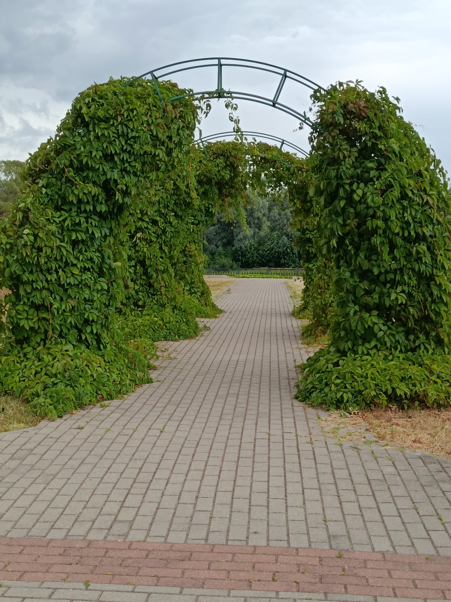 An outdoor, eye-level, medium shot shows a paved walkway lined with lush green vines growing over an arched metal structure. The walkway is constructed of light gray interlocking pavers, with a contrasting red paver border near the bottom of the frame. On either side of the walkway, the vines are dense and form archways over the path. The foliage is vibrant green and appears healthy. The metal structure supporting the vines is dark green and forms a series of interconnected arches. In the background, beyond the vine-covered arches, there is a line of trees and a cloudy sky. The scene appears to be in a park or public garden. The location is confirmed to be Svietlahorsk, Belarus. There are no people or animals visible in the image.