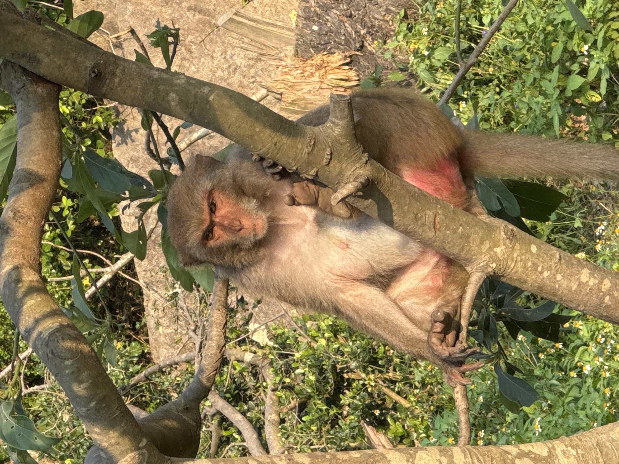 A brown monkey is lying across a tree branch, with its head resting on one part of the branch and its body and tail draped over another. The monkey's fur is a mix of light brown and grayish tones, with a reddish patch visible on its rear. The tree branch is a light gray-brown color and is surrounded by green foliage and small white and yellow flowers. A patch of light-colored ground is visible in the upper background, near some cut wood. The location is likely a forested area near Đà Nẵng, Vietnam, although that is not explicitly evidenced in the image.