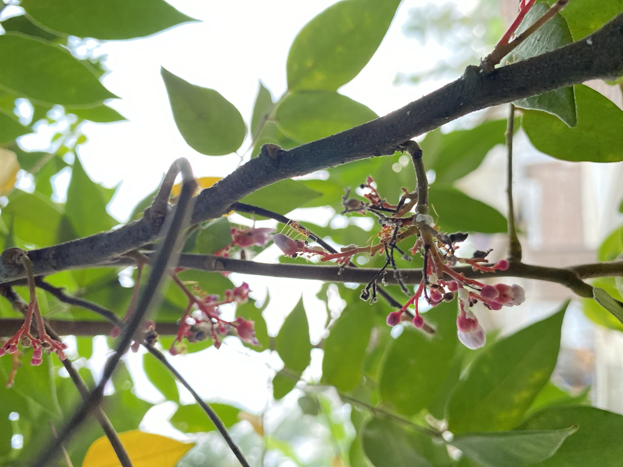 A close-up, low-angle shot captures a cluster of star fruit flowers and buds on a tree branch. The small, pink and white flowers, some closed and some partially open, hang delicately from thin red stems. Green leaves form a soft, blurred background, with a bright, overcast sky visible through the foliage. The thick, textured bark of the tree trunk is prominent in the foreground. The scene suggests a natural outdoor setting, likely a garden or park in Blangkabu, Indonesia, where the star fruit tree is in bloom. There are no people or animals visible in the immediate vicinity.