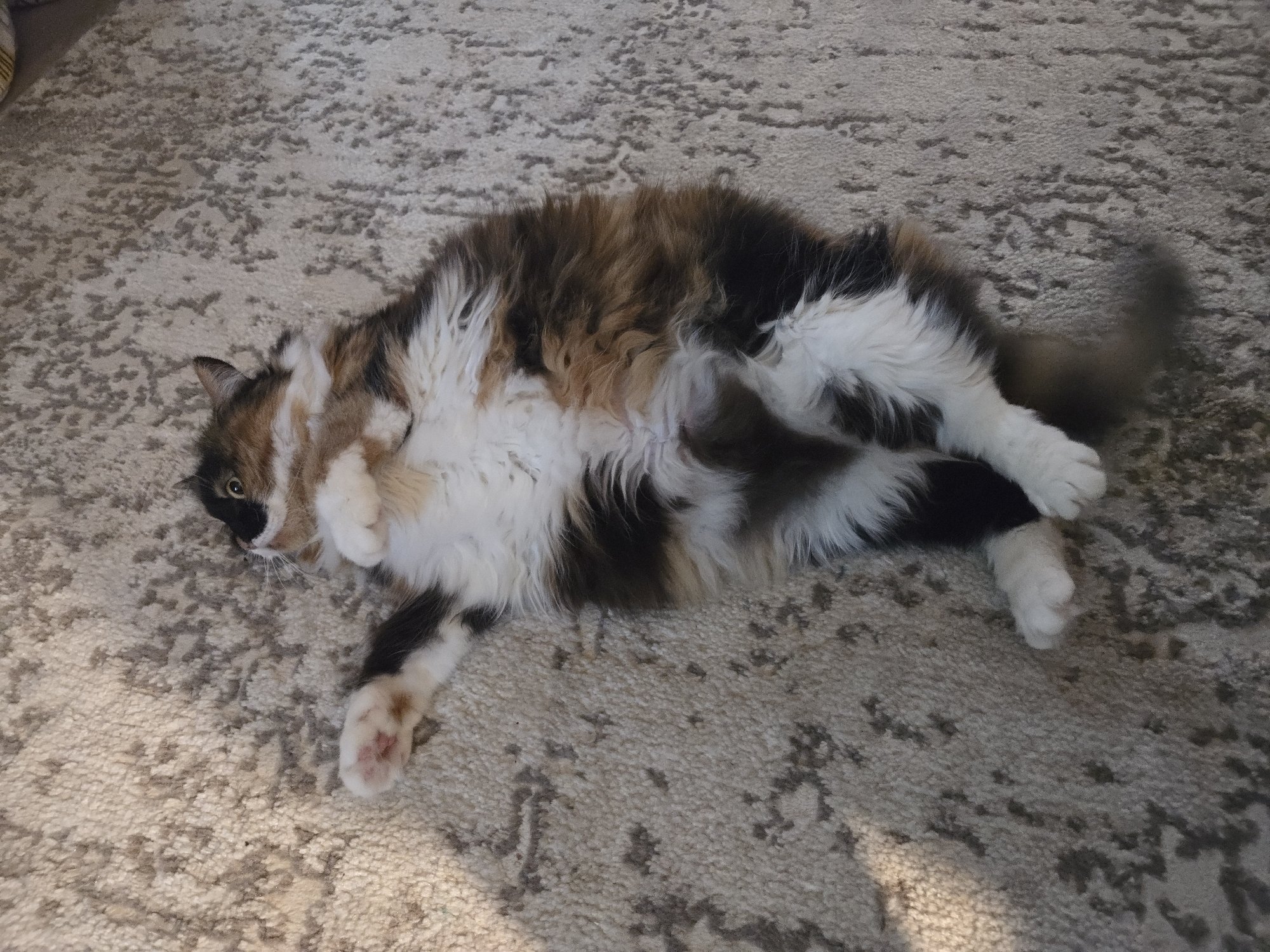 A calico cat with long fur is lying on its back on a textured, beige carpet. The cat's eyes are open and it is looking to the left. Its paws are curled up, and its belly is exposed. The cat's fur is a mixture of black, white, and orange patches. The carpet has a subtle pattern of darker gray and beige fibers. The lighting suggests an indoor setting, possibly with natural light casting shadows on the carpet. There are no people visible in the image. The location in Vladimir, Russia is unknown.
