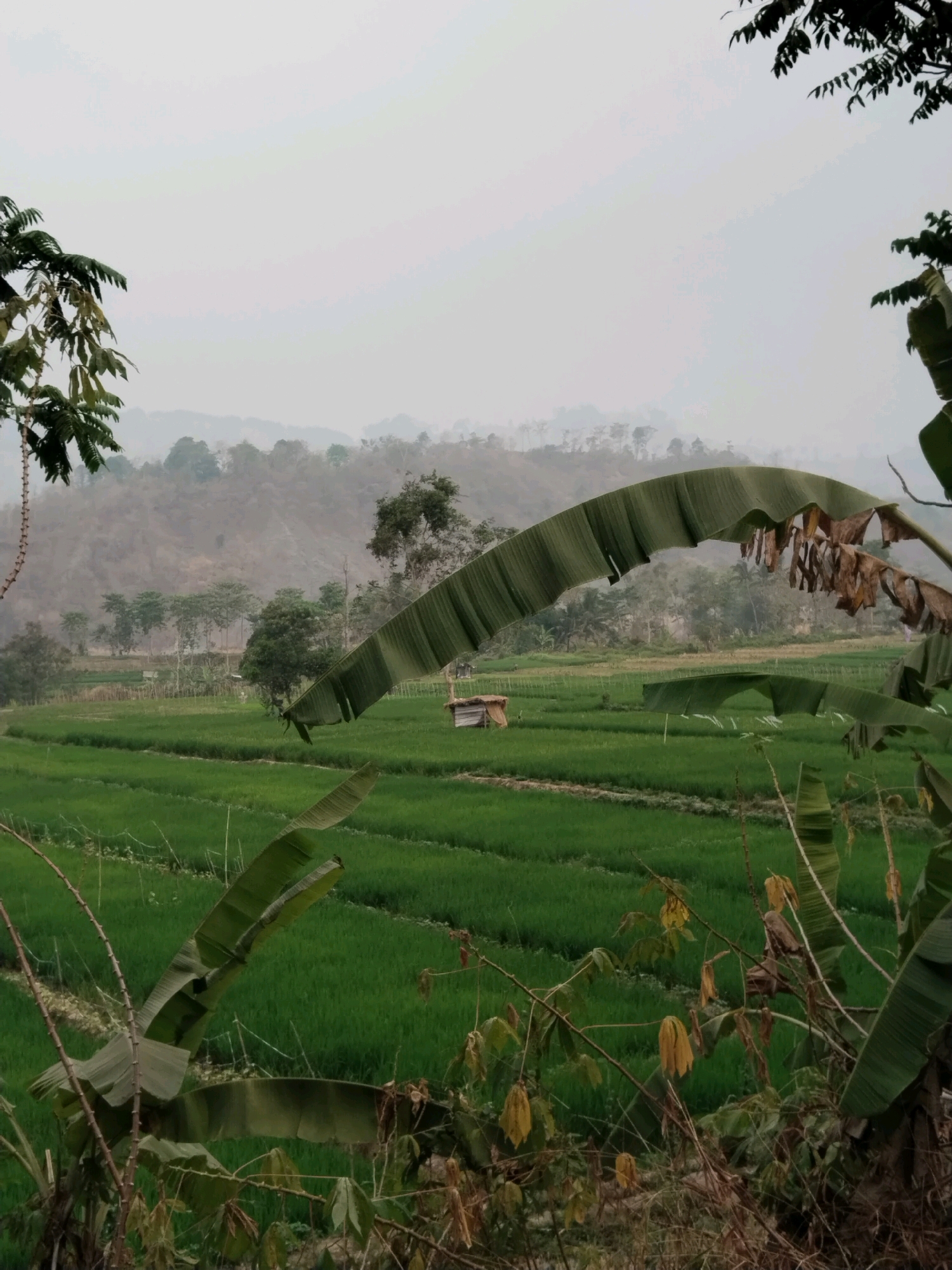 In Danawarih, Indonesia, a misty, overcast day frames a lush, green rice paddy. The foreground is dominated by the large, curved leaves of banana plants, some vibrant green and others dried and brown, obscuring parts of the view. In the middle ground, the meticulously cultivated rice field stretches out, its neat rows creating a textured carpet of green. Small, rustic wooden structures, likely shelters for farmers or storage, are scattered within the paddy. Beyond the fields, a line of trees forms a transition to the background, where rolling hills are softened by the pervasive haze. The overall impression is one of rural tranquility and the bounty of agriculture under a subdued sky.