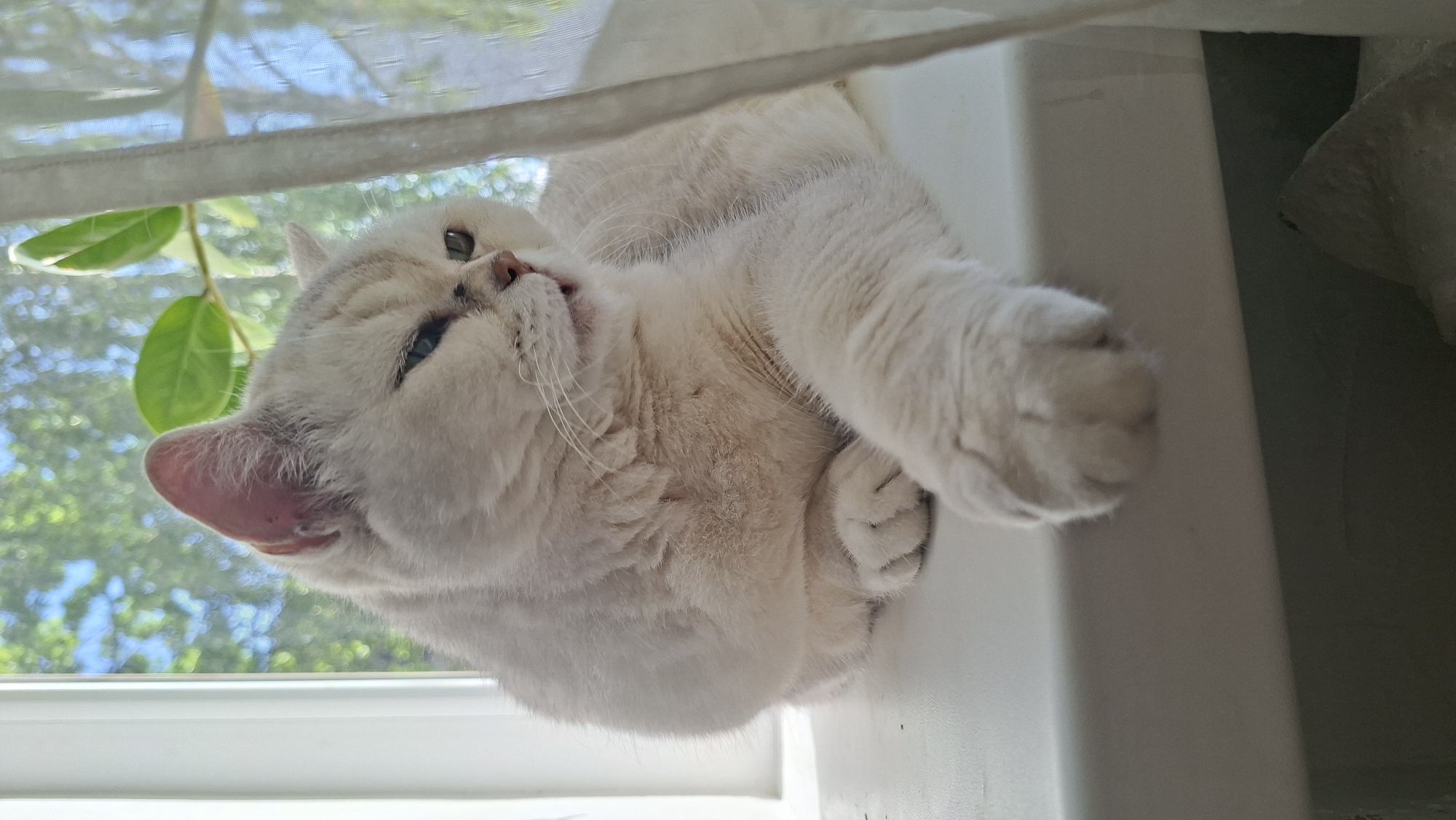 A white cat with blue eyes is lying on a white ledge by a window. The cat is looking upwards with its head tilted. Green leaves from a plant are visible in the background, along with the blurred shapes of trees and the blue sky, suggesting a sunny day. A white curtain partially obscures the view outside. The cat appears relaxed and comfortable in its position.