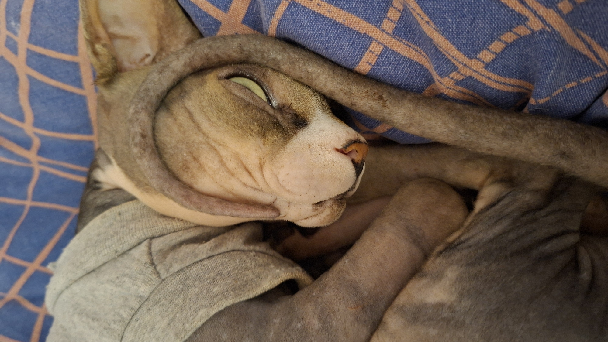 A Sphynx cat, wearing a gray sweater, is sleeping on a blue and orange patterned surface. The cat's tail is wrapped around its head. The location is Забалоцкі сельскі Савет, Belarus.
