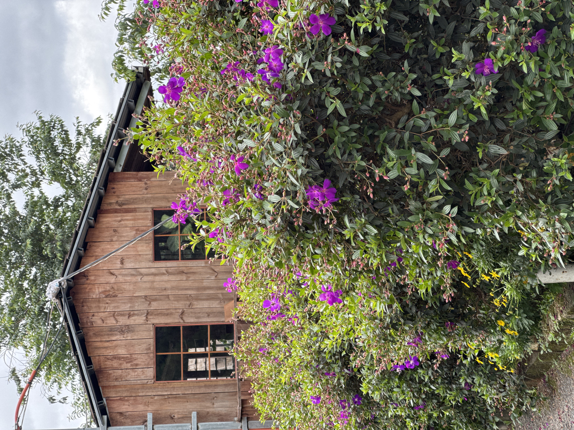 A wooden shed with a corrugated metal roof sits behind a dense hedge of blooming purple flowers. Two windows with a grid pattern are visible on the shed's exterior. Overhead, power lines are connected to a pole on the left side of the image, with some wiring bundled together above the shed's roof. The background shows trees and a cloudy sky. The image is taken outdoors, likely in a garden setting in Da Lat, Vietnam, given the presence of lush vegetation and the architectural style of the shed. There are no people or animals visible in the scene.