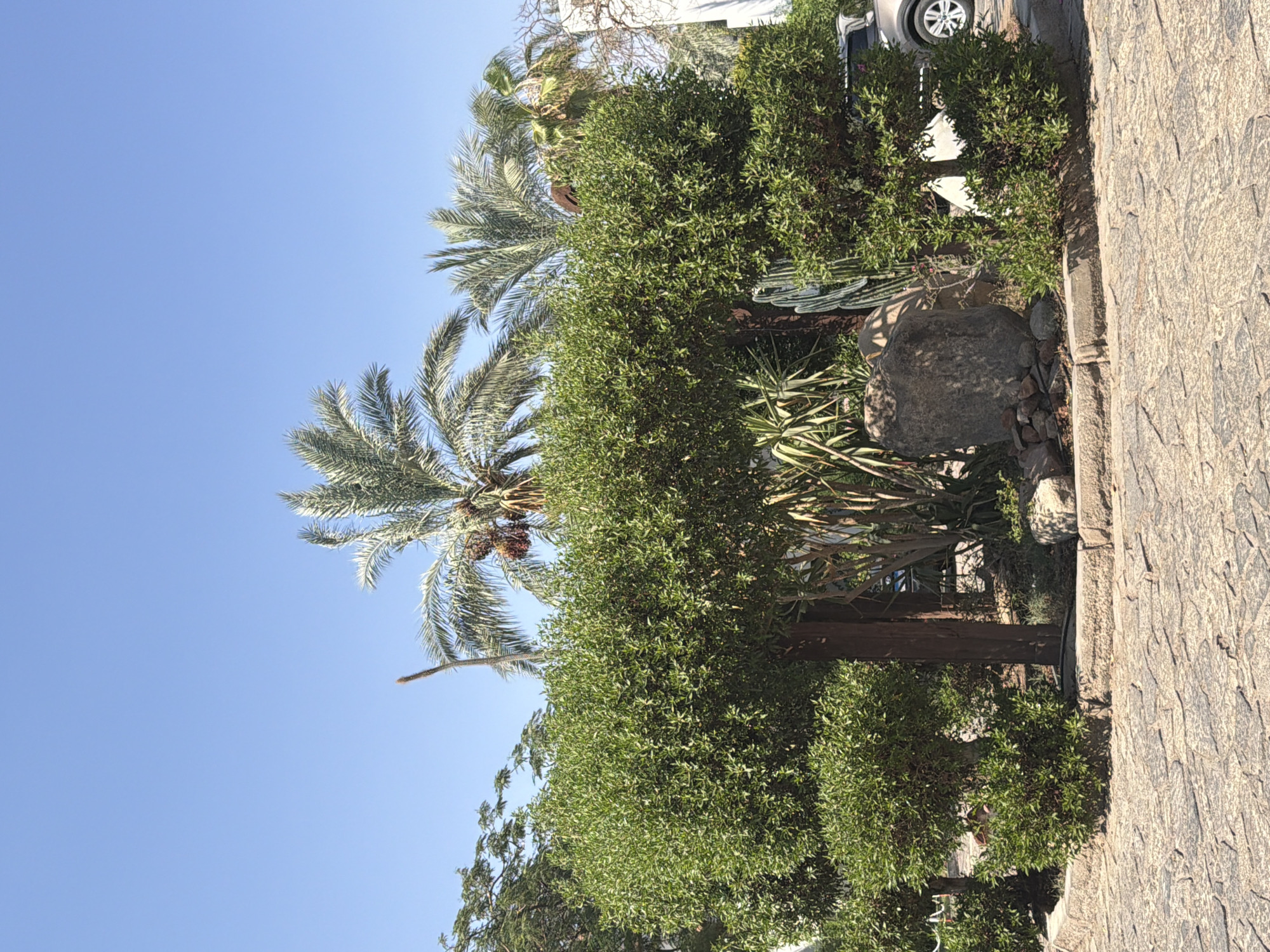 A sunny outdoor scene in Sharm El Sheikh, Egypt features a clear blue sky above lush green foliage. In the foreground, a circular paved area with irregular stone tiles transitions to a raised planter bed. The planter is densely filled with manicured green bushes of varying heights, with a large, rough-hewn grey boulder situated prominently in the center of the arrangement. Behind the bushes, several palm trees with sparse fronds reach towards the sky, one bearing dark clusters of fruit. To the right, part of a light-colored vehicle with a visible silver wheel is parked. The environment appears to be a public or resort space, characterized by its well-maintained landscaping and paved walkways.