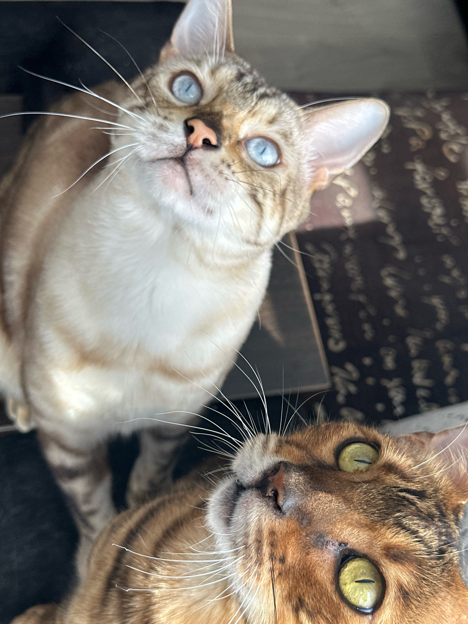 Two domestic cats are pictured, one in the foreground and one slightly behind it. The cat in the foreground has brown and black tabby markings and bright green eyes. The cat behind it has a lighter, cream-colored coat with faint tabby markings and striking blue eyes. Both cats are looking upwards and slightly to the left of the frame. The background appears to be a textured surface, possibly a patterned fabric or upholstery, with some darker shadows. The lighting suggests an indoor setting with natural light illuminating the cats' faces. There is no indication of the city of Energetik, Russia in this image.
