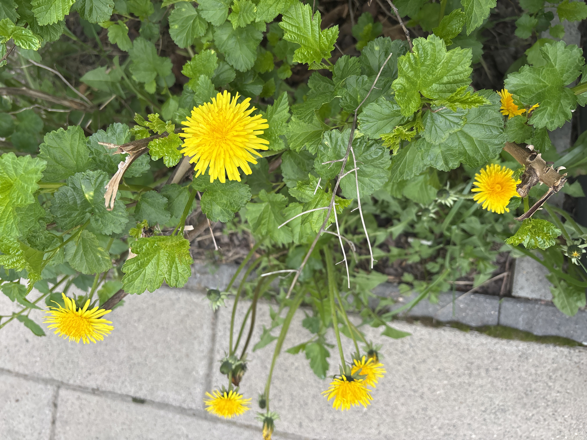 The image depicts a patch of dandelions growing near a paved sidewalk. The dandelions are interspersed with green foliage that appears to be from other plants, possibly shrubs or bushes. Some of the dandelions are in full bloom with bright yellow petals, while others are past their prime, their heads drooping towards the sidewalk. The sidewalk is made of grey paving stones. The location is suggested to be in Saint Petersburg, Russia.