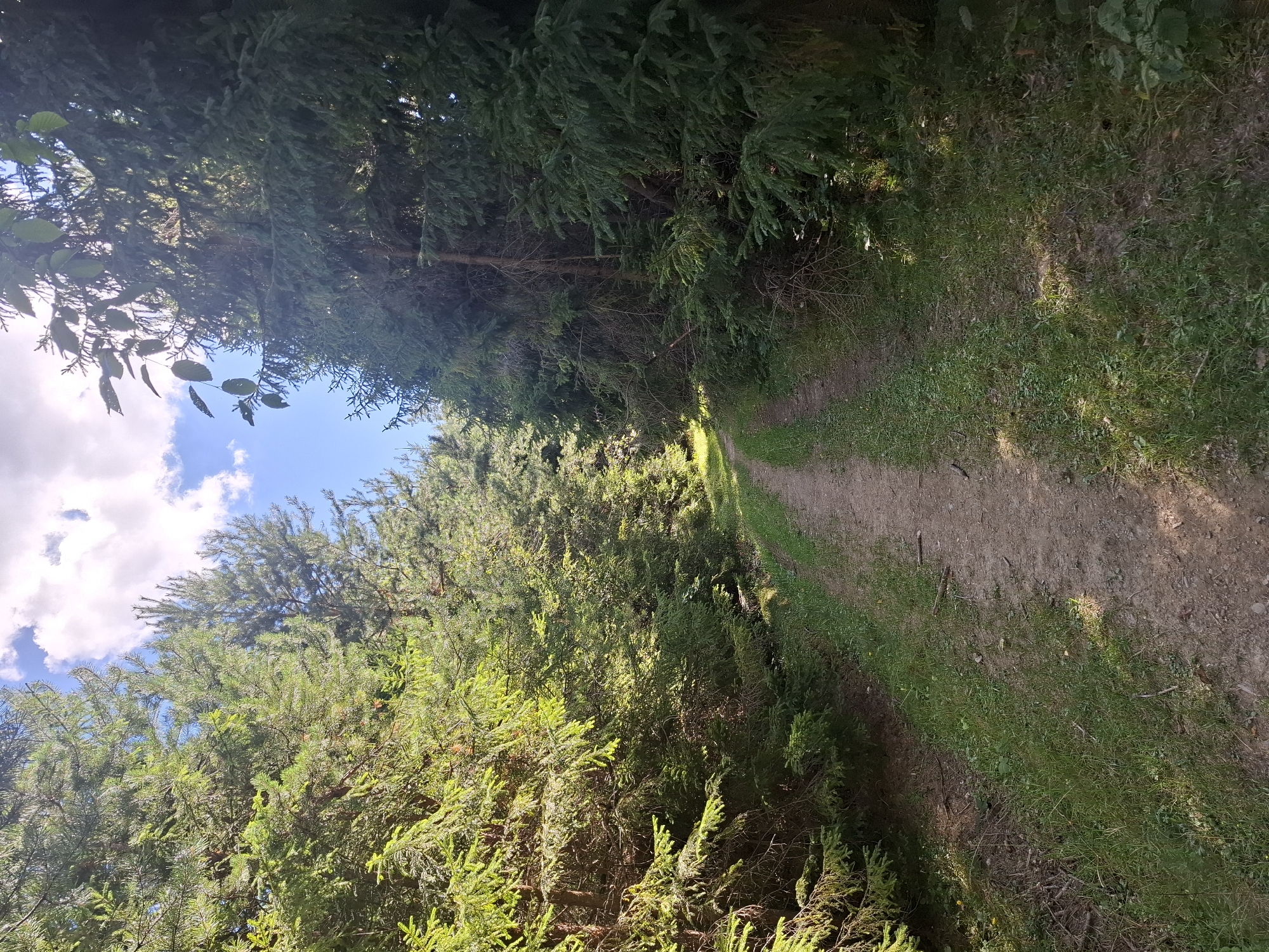The image depicts a dirt path winding through a dense forest. The path is bordered by tall evergreen trees, predominantly spruce and pine, with lush green grass growing along its edges. Sunlight filters through the canopy, creating dappled shadows on the path and the forest floor. The sky, visible through the trees, is a clear blue with scattered white clouds. The scene suggests a tranquil, natural setting, likely a hiking trail or a forest road. This scene is consistent with the natural environment found in and around Volovets, Ukraine, a town known for its proximity to the Carpathian Mountains and its abundant forests. There are no people or animals visible in the image.