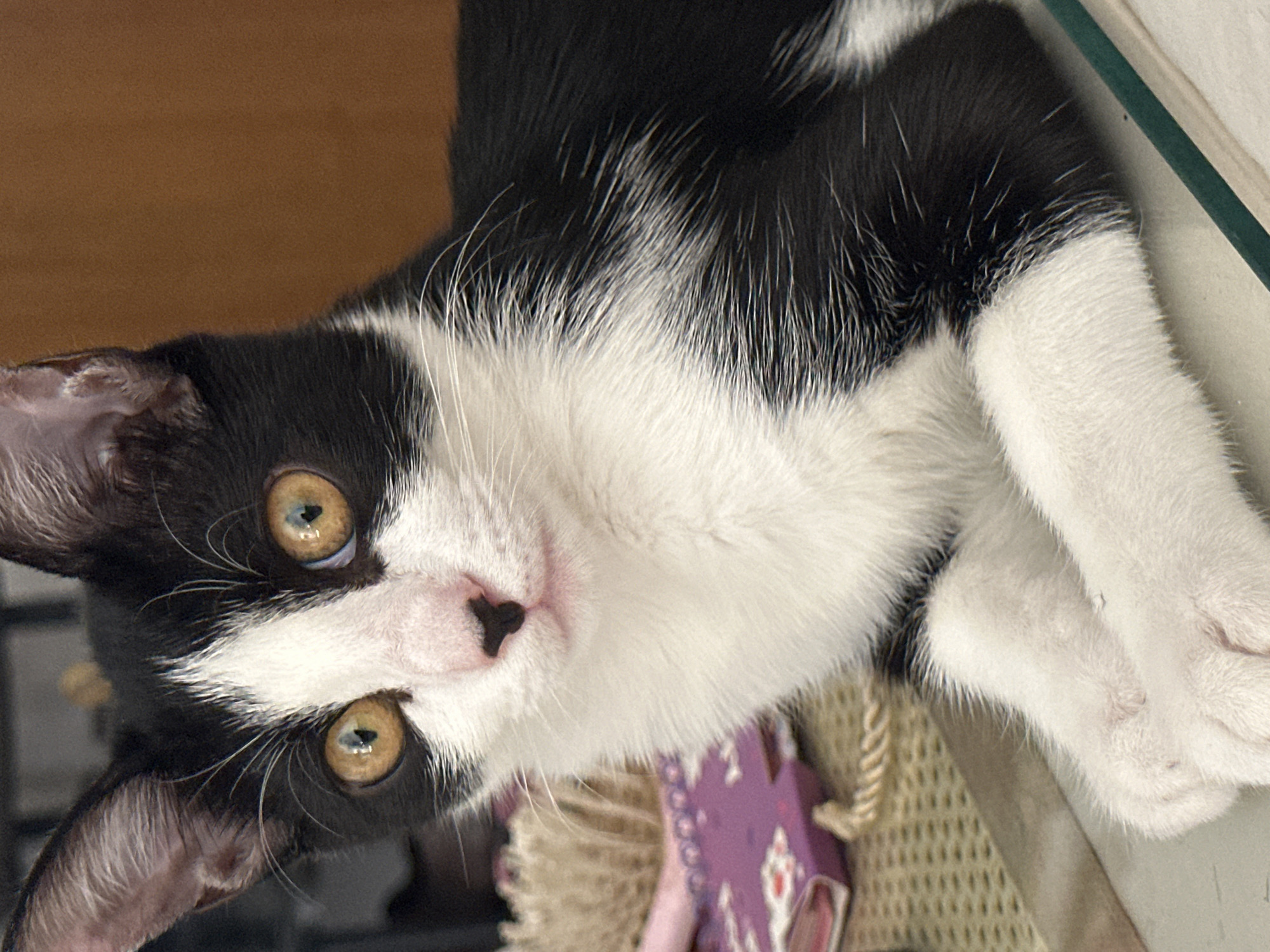 A close-up, eye-level shot shows a black and white kitten with striking amber eyes, a pink nose with a black smudge, and large ears. The kitten is lying down, with its front paws neatly tucked. The background is blurred, but appears to be an indoor setting with warm, brown tones and some visible objects on the left, including a purple notebook and a textured woven mat. There is no indication of the city of Budva, Montenegro, or any people present in the image.