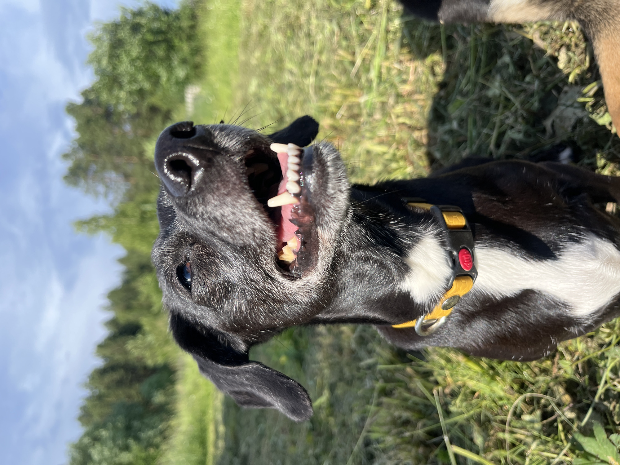 The image shows a close-up of a black and white dog outdoors, wearing a yellow collar. The dog is panting with its mouth open, revealing its teeth and pink tongue. The background is blurred and appears to be a grassy field with trees and a blue sky with clouds. There is no indication of the city of Nizhny Tagil, Russia, or any people in the image. The scene is a snapshot of a dog in a natural outdoor setting.
