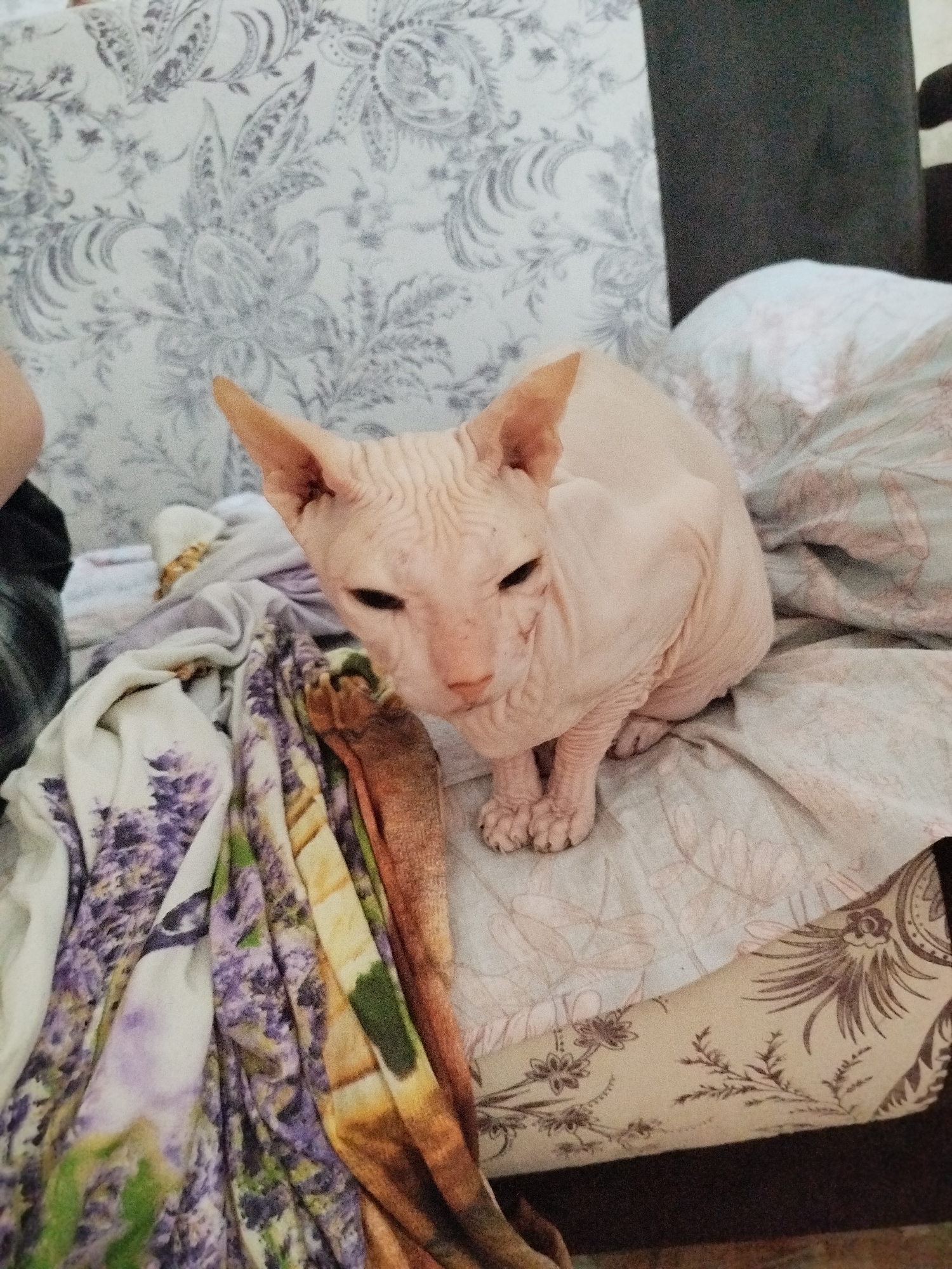 A hairless cat, possibly a Sphynx breed, sits on a bed covered in patterned linens. The cat is light pink with distinctive wrinkles on its skin and large, pointed ears. Its eyes are dark and half-closed, giving it a relaxed or sleepy appearance. The cat is sitting upright, with its front paws tucked neatly in front of its body.
The bedspreads have various floral patterns. One visible fabric has a large, gray floral design on a white background. Another features a vibrant print of purple lavender and green foliage. To the right of the cat, a light blue fabric with a faint floral pattern is visible. The background includes a dark gray surface, possibly a headboard or piece of furniture, and a glimpse of a person's arm and shoulder on the far left, suggesting a domestic setting.
The lighting appears to be indoor, possibly natural light coming from a window, as there are no harsh shadows. The overall scene conveys a sense of comfort and relaxation, with the cat appearing at ease in its surroundings. There is no visible text in the image. The location context of Zavodoukovsk, Russia, does not provide any specific visual cues within the image itself.