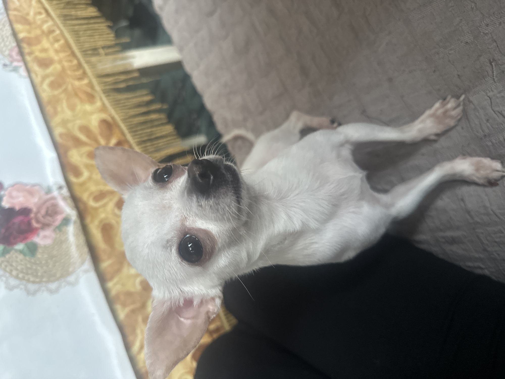 A white Chihuahua-type dog is lying on its back with its paws stretched out. The dog's head is tilted upward toward the viewer. The background includes a patterned surface, possibly a tablecloth or blanket, and a gray upholstered surface, likely a sofa or chair. A dark-colored, soft surface, possibly a blanket or garment, is in the lower part of the image. The location is not discernible in this image.