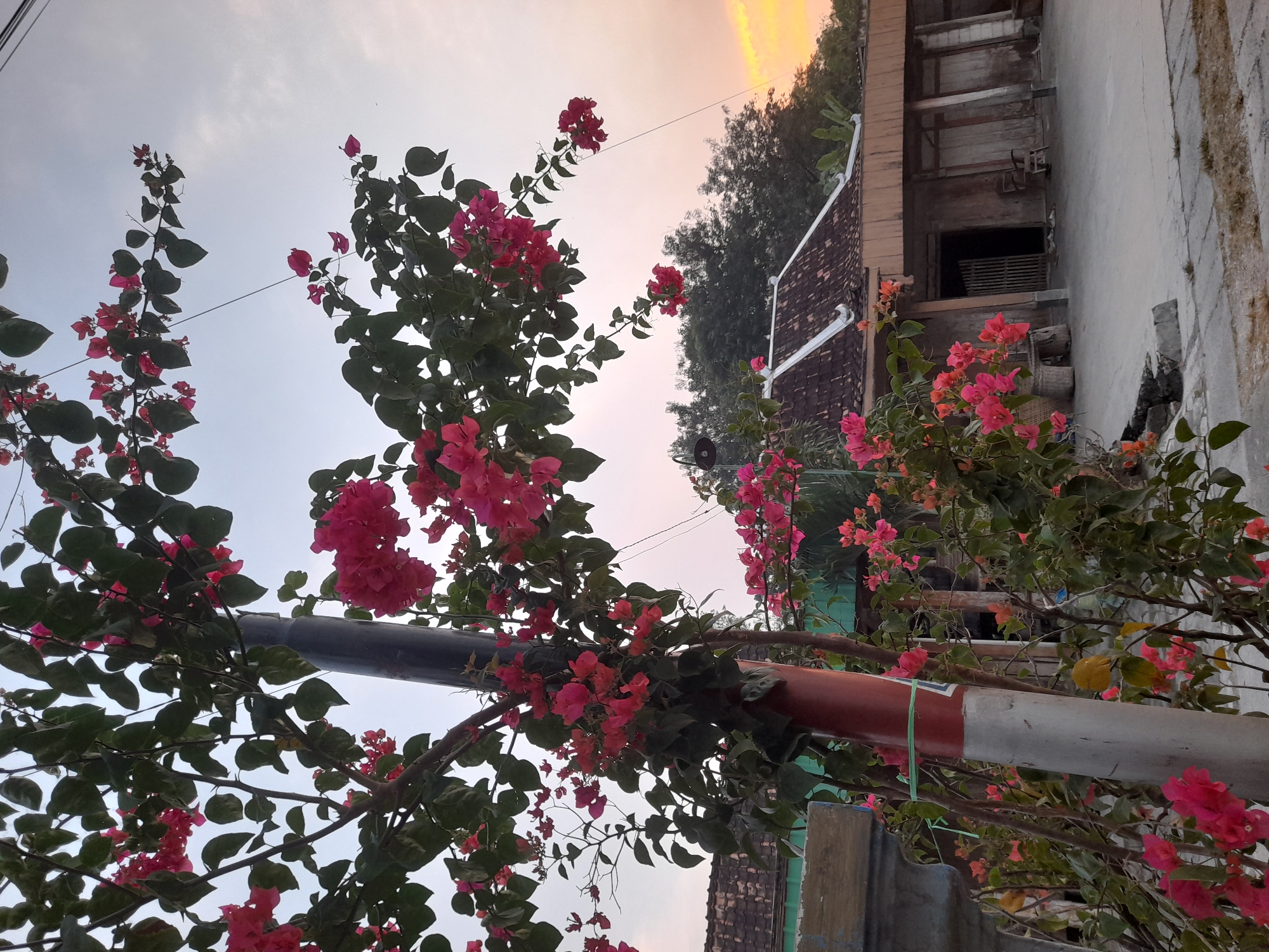 In Pulokulon, Indonesia, a cluster of pink bougainvillea flowers in full bloom drapes over a utility pole. The pole is painted with alternating red and white bands, secured by a green tie. Behind the vibrant flowers, a single-story house with a tiled roof and wooden exterior is visible. The house features a large, open entryway and several closed doors. Surrounding the property are lush green trees and a paved courtyard. The sky overhead is a soft, pale blue, with the hint of a sunset casting a warm glow on the horizon.