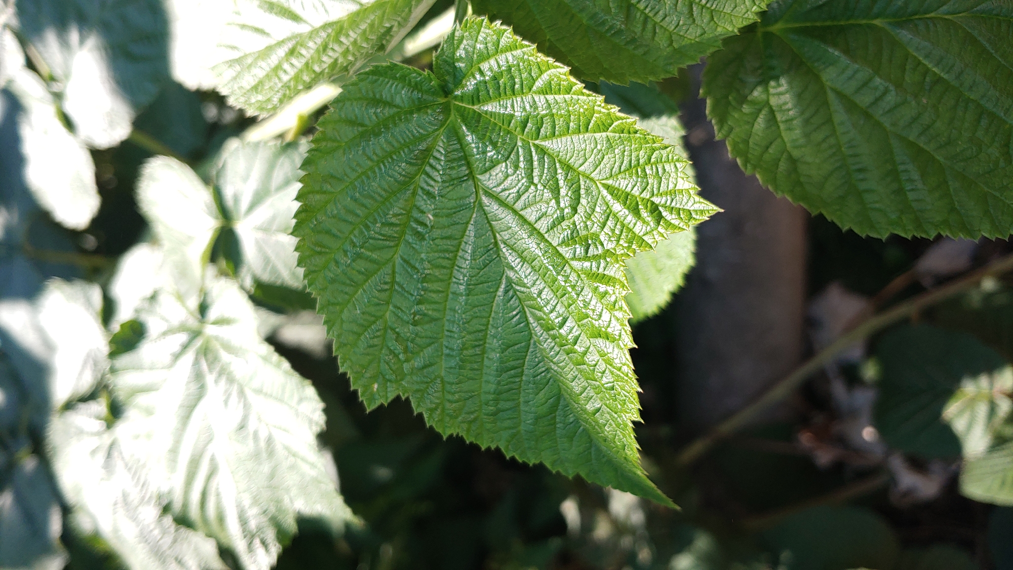 The image shows a close-up view of a green leaf with serrated edges, prominently positioned in the foreground. The leaf exhibits distinct venation and a textured surface, catching the sunlight which creates highlights and shadows. In the background, out of focus, are other green leaves, some of which appear lighter and are strongly illuminated by sunlight, suggesting an outdoor setting. The overall scene is that of lush foliage under natural light. The image was taken in the city of Mukachevo, Ukraine.