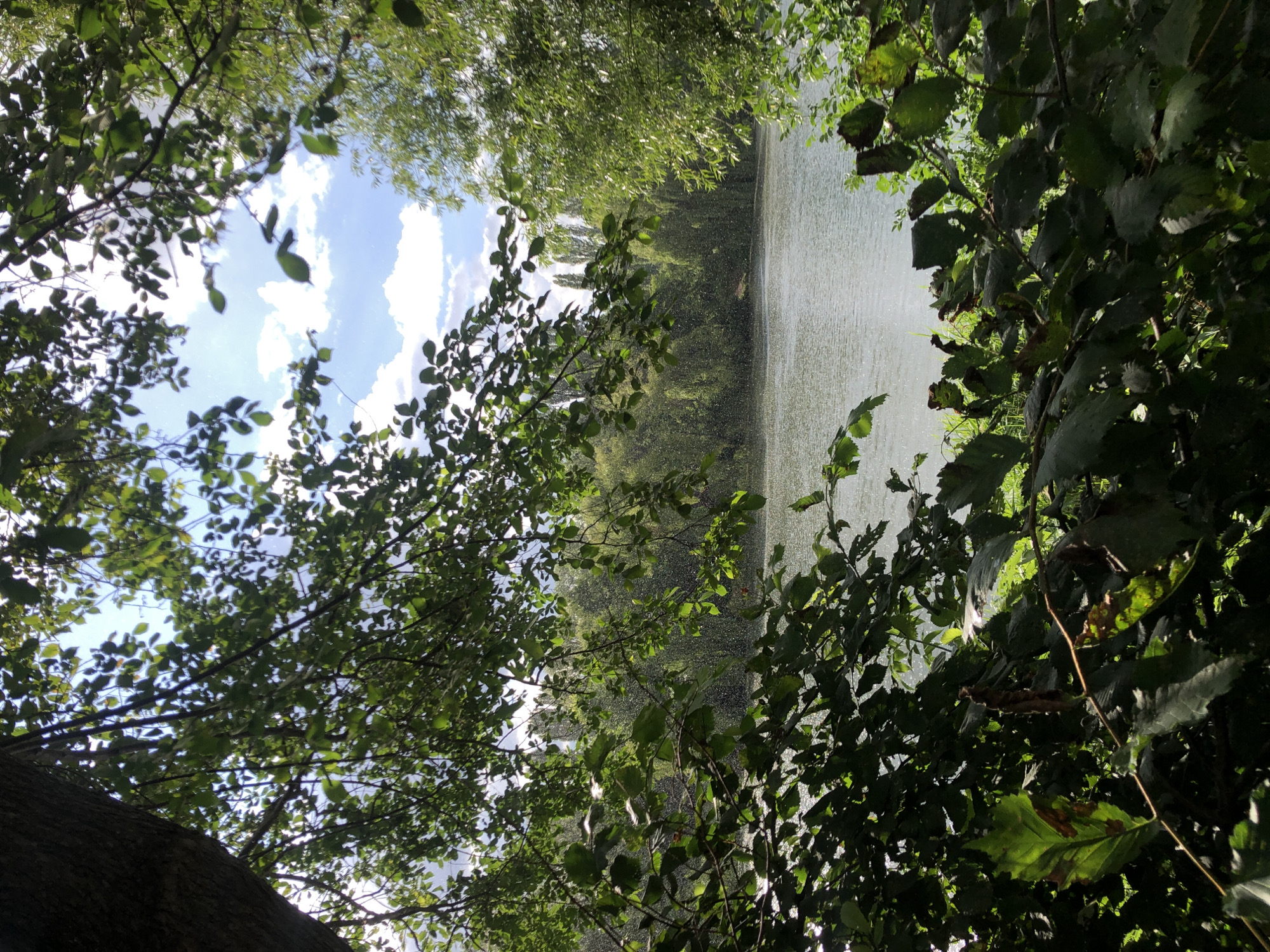 The image depicts a sun-dappled view of a body of water framed by lush green foliage. Sunlight filters through the leaves, creating a shimmering effect on the water's surface, which appears to be disturbed by light rain or a gentle breeze. The water is calm and reflects the bright sky above, dotted with fluffy white clouds. A dense line of trees forms the far bank of the water, creating a natural backdrop. The foreground is dominated by the close-up view of branches and leaves, some of which show signs of browning. The overall impression is one of a serene natural setting, possibly a park or lakeside area, under a partly cloudy sky. There are no people or discernible man-made structures visible in the image.