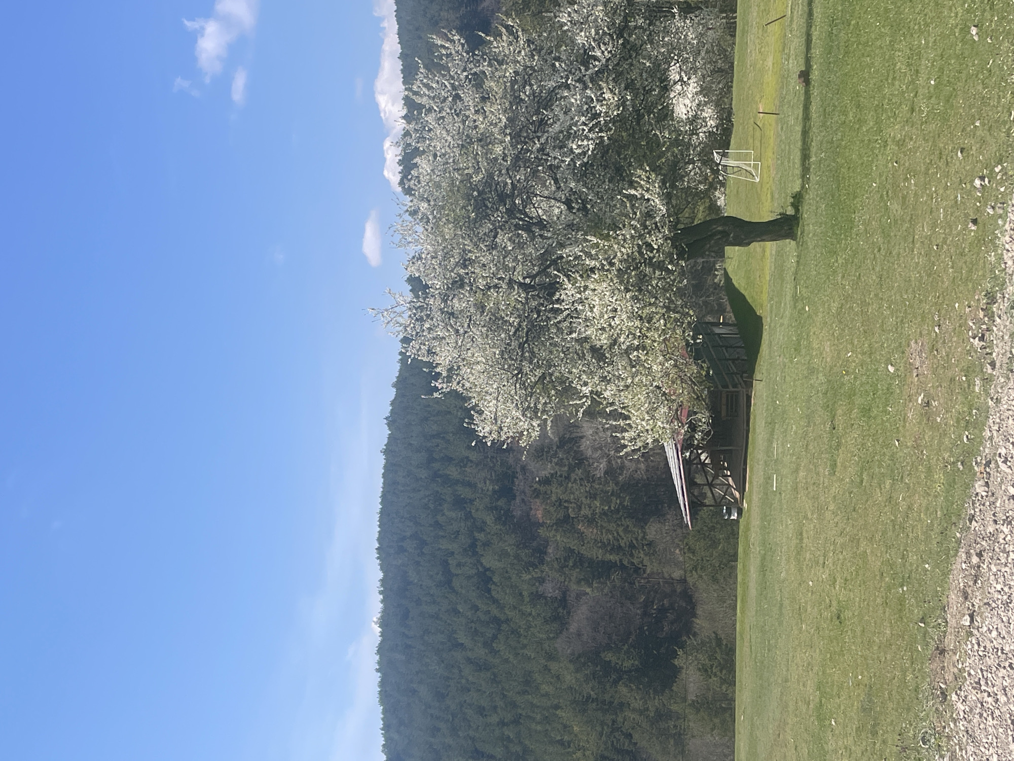A landscape scene on a sunny day displays a bright blue sky with scattered clouds. The foreground showcases a grassy field, transitioning into a gravelly area at the bottom right. A tree with white blossoms stands in the middle, casting a shadow on a gazebo or shelter beneath its branches. In the background, a densely forested hill rises, covering much of the horizon. The scene appears rural and peaceful. I cannot confirm the specific location in Sofia, Bulgaria, based on this image alone.