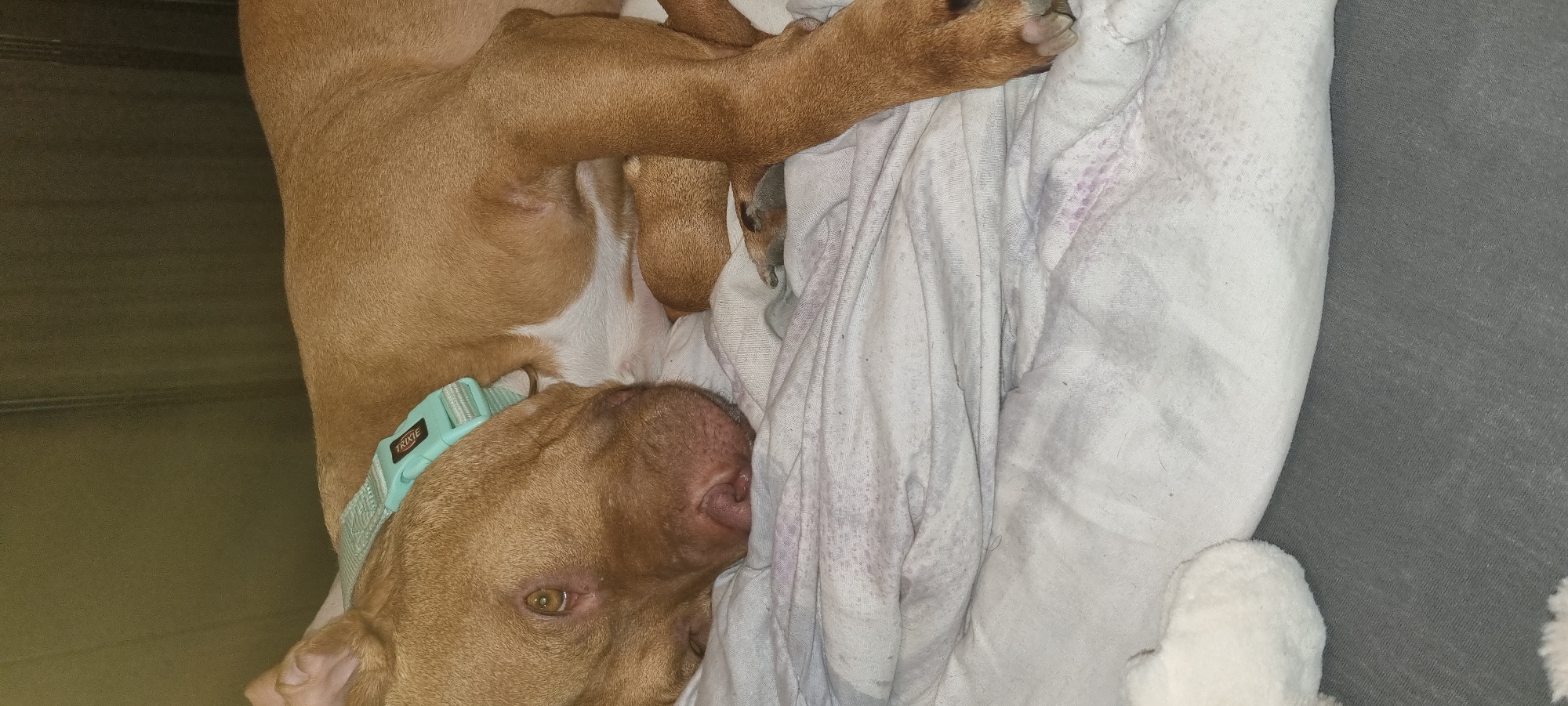 An overhead shot captures a light brown dog, likely a Pit Bull type or similar breed, resting peacefully indoors. The dog is lying on its left side, facing towards the right side of the frame, with its head settled comfortably on a soft, white blanket or bed. Its fur is short and a uniform warm brown, highlighted by a visible patch of white fur on its chest and belly.
The dog wears a light blue or mint-colored collar, clearly displaying the brand name "TRIXIE" in black text. Its left eye, appearing partially open, has a distinct amber or yellowish-green hue, while its nose is a soft pinkish-brown. The dog's expression appears relaxed and sleepy. One of its front paws is visible, resting on the white bedding.
The white blanket shows some signs of use, including subtle purplish-gray stains and scattered dog hair, suggesting it's a well-loved comfort item. This bedding lies atop a darker, possibly gray or dark green, upholstered surface, which could be a couch or a larger pet bed. The scene conveys a sense of tranquility and contentment. No specific time of day or outdoor weather conditions are discernible, and there are no direct visual cues within the image to indicate the location of Sofia, Bulgaria.