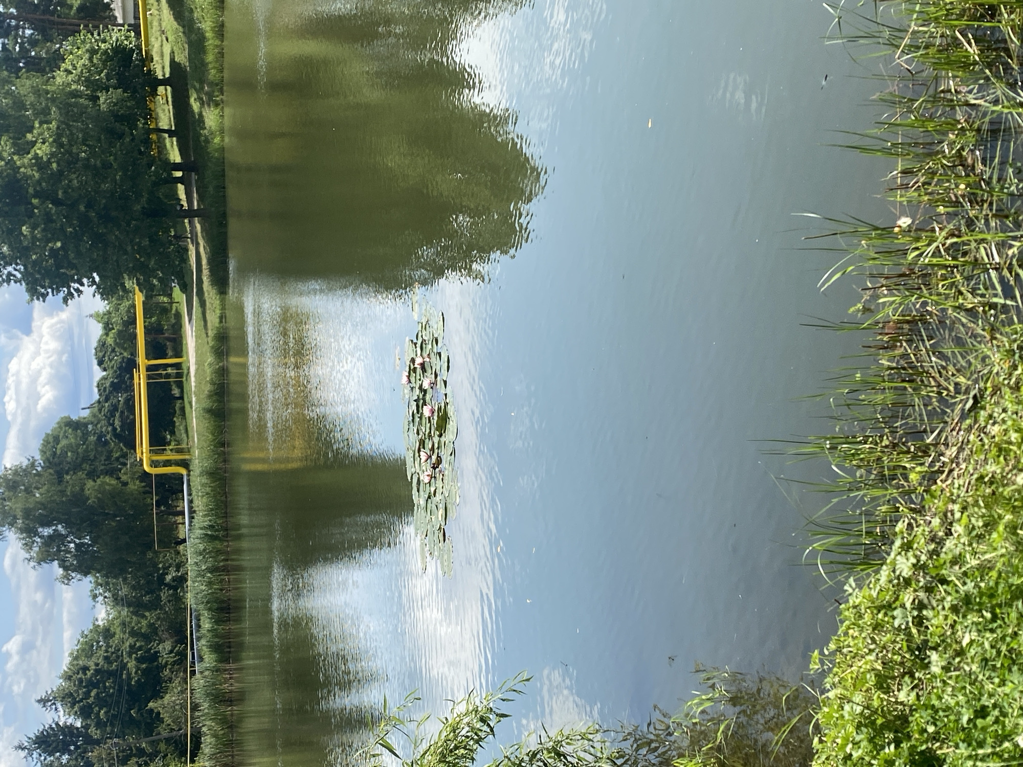 This image depicts a serene natural scene near Briceni, Moldova. The foreground is dominated by a calm body of water, reflecting the blue sky and white clouds above. On the surface of the water, a cluster of water lilies with pink blossoms are visible. The far bank of the body of water is lined with lush green reeds and tall trees. In the background, a prominent yellow pipe, likely part of industrial infrastructure, runs horizontally across the landscape, supported by metal poles. The overall impression is one of a peaceful natural environment, possibly on the outskirts of a town or city, given the presence of industrial elements.