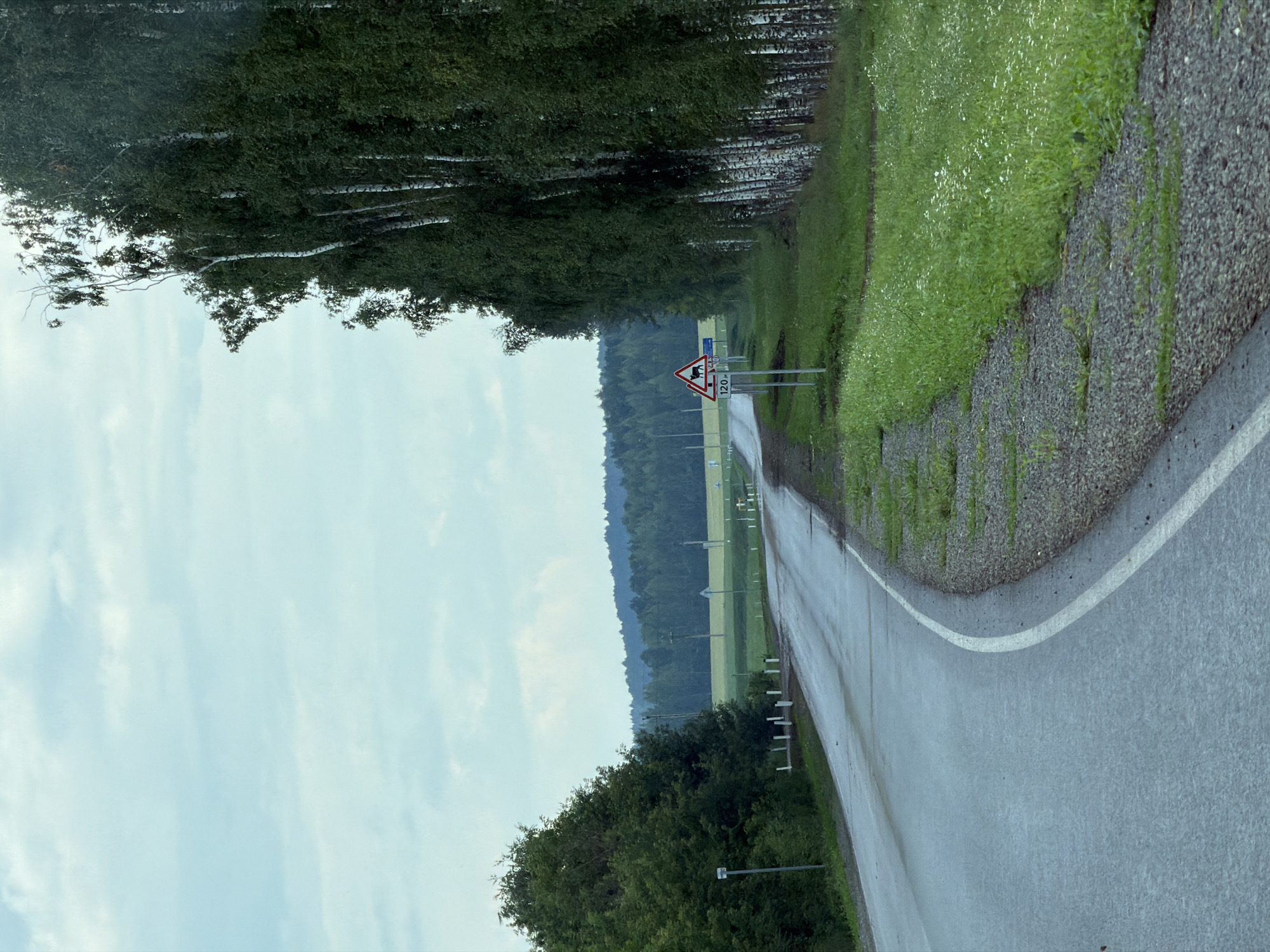 The image depicts a curved asphalt road in a rural or semi-rural setting. The road has a white line marking its edge. On the right side of the road, there is a dense row of birch trees with their distinctive white bark, bordering a lush green grassy area with small white wildflowers. On the left side of the road, there are more trees and bushes. In the distance, rolling hills covered with forests are visible under a cloudy sky. A traffic sign indicating "wild animal crossing" with a distance of "120m" is positioned on the right side of the road. Several poles and smaller white markers are also visible along the roadside. The road appears wet, suggesting recent rain. The overall scene conveys a sense of a quiet, natural landscape.