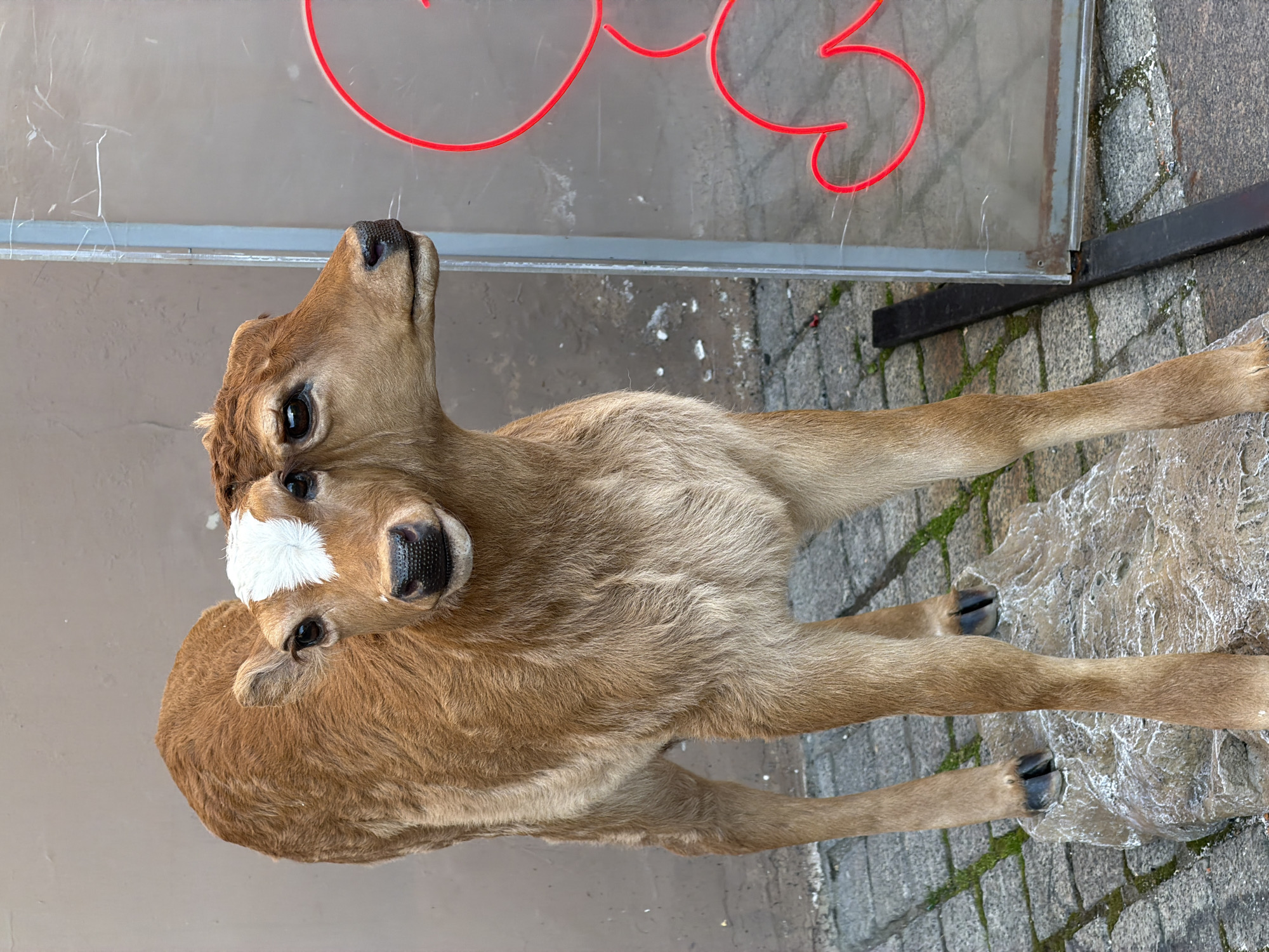 A light brown calf stands outdoors on a cobblestone path. The calf has a white marking on its forehead and dark eyes. Its legs are visible, and it appears to be standing on its hooves. Behind the calf is a large, clear panel with a red neon outline of a cursive letter. The background suggests an urban setting, with the cobblestones and the panel. The overall lighting indicates it might be daytime, though no specific time can be inferred. The image is oriented such that the calf appears to be looking upwards towards the neon sign. The setting is Saint Petersburg, Russia. There are no people visible in the image.