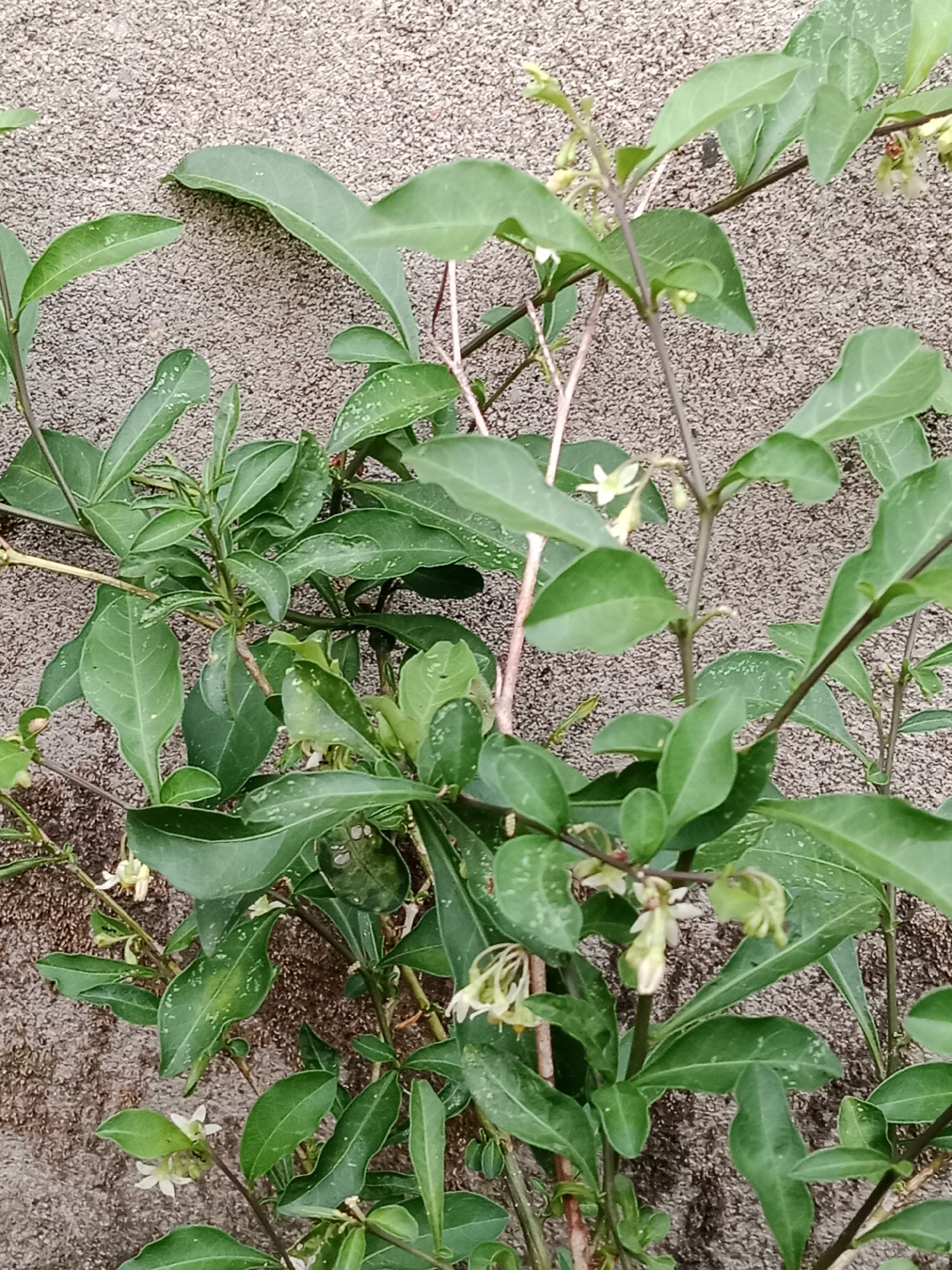 A close-up, eye-level shot captures a green leafy vine with delicate white flowers growing against a textured gray wall. The vine's branches are thin and dark, with elliptical leaves that have a slight sheen. Some leaves display small white speckles. The wall, likely stucco or concrete, has a rough, granular surface. The lighting suggests an outdoor environment, possibly in Meunasah Asan, Indonesia, with natural light illuminating the plant and casting subtle shadows. There are no people or visible animals in the frame. The overall scene is natural and serene, focusing on the intricate details of the plant.