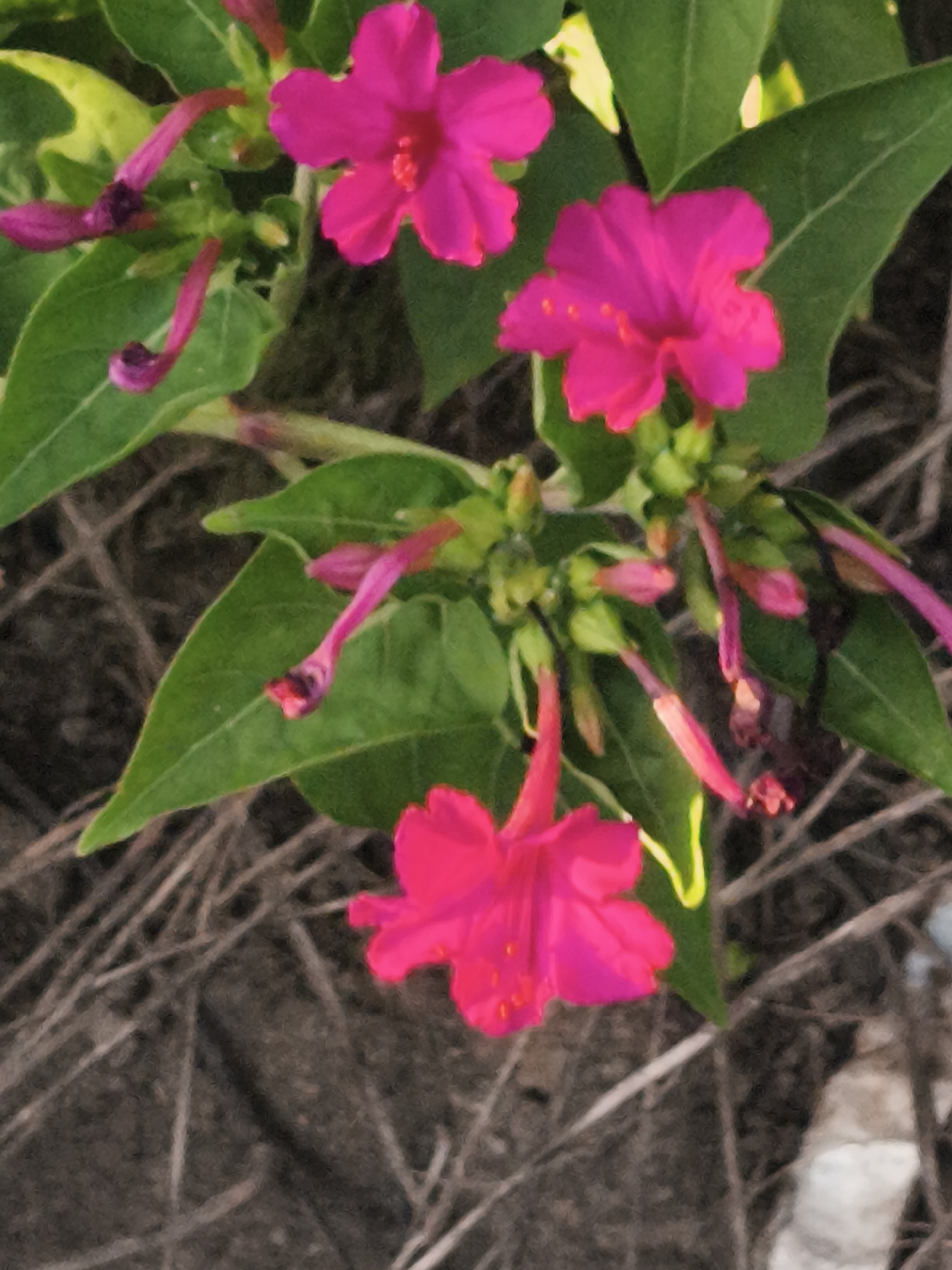 The image shows a close-up view of several bright pink flowers with vibrant green leaves. The flowers have a trumpet-like shape with five distinct petals. Some of the flowers are in full bloom, while others are still developing buds or are partially opened. The background consists of dry, brown, and gray organic material, possibly dried leaves or twigs, and a blurred section of gray ground. There are no people or identifiable structures visible in the image. The scene appears to be an outdoor natural setting. There is no information provided to indicate the location in the city of Asan-si, South Korea.