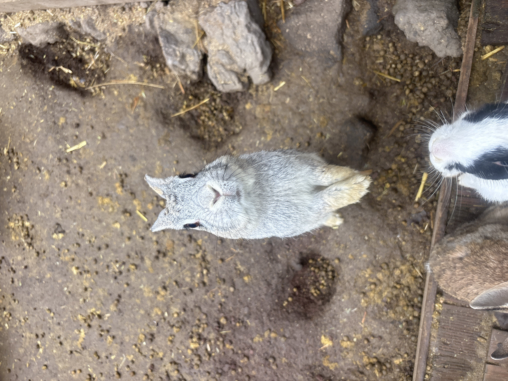 The image shows a top-down view of three rabbits in an enclosure. One rabbit, primarily grey with white accents on its face and ears, is in the center of the frame, looking directly up at the camera. Its paws are tucked underneath it. To the right, a black and white rabbit's head and nose are visible, sniffing the ground. Its long white whiskers are prominent. To the lower right, a brown rabbit's back and ears are visible, partially obscured. The enclosure floor is composed of dirt, scattered straw, and small pebbles, possibly rabbit droppings. Large rocks are present in the background, along with wooden planks forming the enclosure's structure. The lighting suggests it is daytime, with no specific weather conditions discernible. The scene appears to be a domestic animal enclosure, possibly a farm or a pet's living space. The rabbits seem relaxed, with no discernible emotions expressed beyond curiosity towards the camera. No text is visible in the image. The location context of Jeju, South Korea, does not offer specific visual cues within this image.