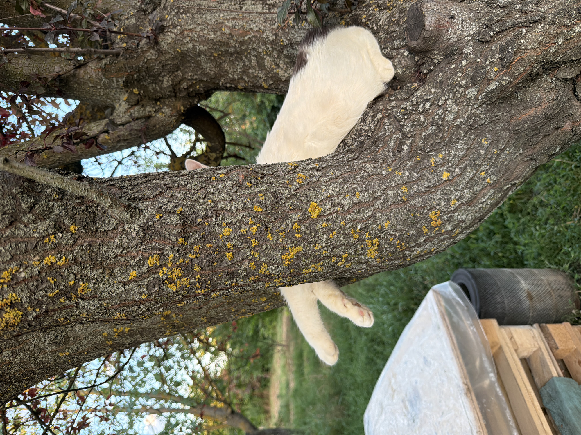 A white and brown cat is perched on a tree in Leningradskaya, Russia. The cat is mostly hidden behind the tree trunk, with its white hind legs and paws visible, dangling in the air. The tree bark is rough and textured, with patches of yellow lichen. In the background, there is green grass, other trees, and foliage. To the left of the tree, a stack of wooden pallets covered with a clear plastic sheet and a black cylindrical object are visible. The lighting suggests it is daytime, likely outdoors in a rural or garden setting.