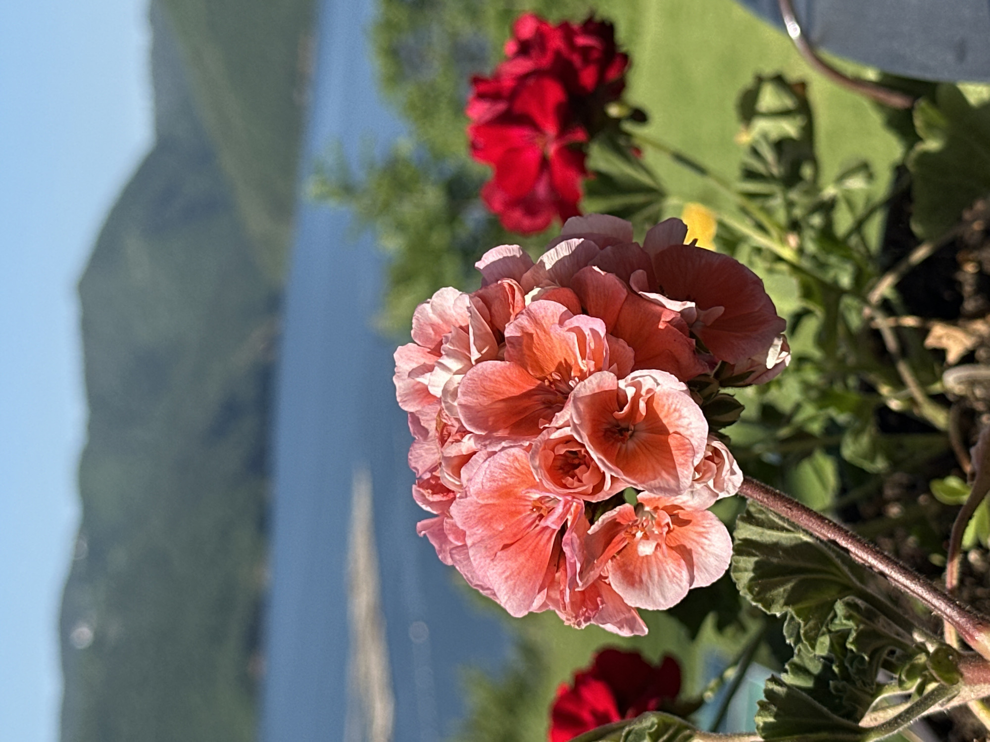 A close-up outdoor shot focuses on a cluster of pink geranium blossoms in the foreground. Behind them, a blurry red geranium is visible, followed by more greenery and a body of water. In the distance, rolling green hills under a clear blue sky complete the scenic backdrop. The location is identified as Glavatartsi, Bulgaria.