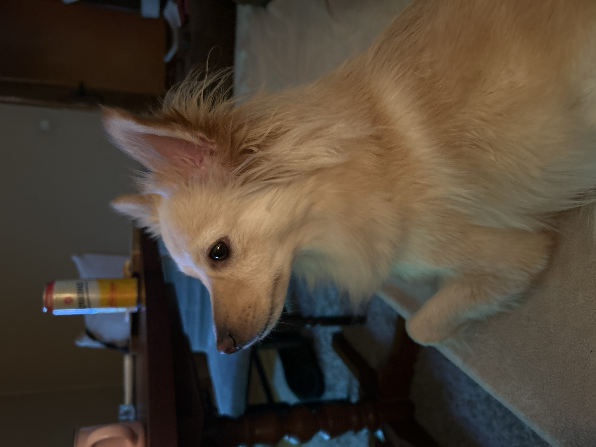 A light-colored dog with upright ears and light brown fur is looking to the left. The dog is in the foreground, with its head and chest visible. In the background, there is a wooden table with a can and a pink mug on it. The room appears to be a living area with furniture and a door. There is no information about the location in Sofia, Bulgaria.