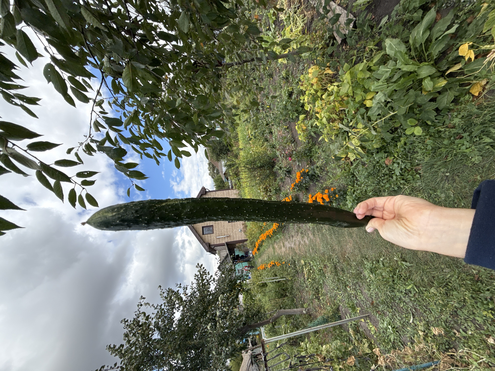 A hand holds a long cucumber in front of a garden with a house in the background. The garden is overgrown with plants and flowers, with a path leading to the house. The sky is cloudy with patches of blue. The location is Fominka, Russia.