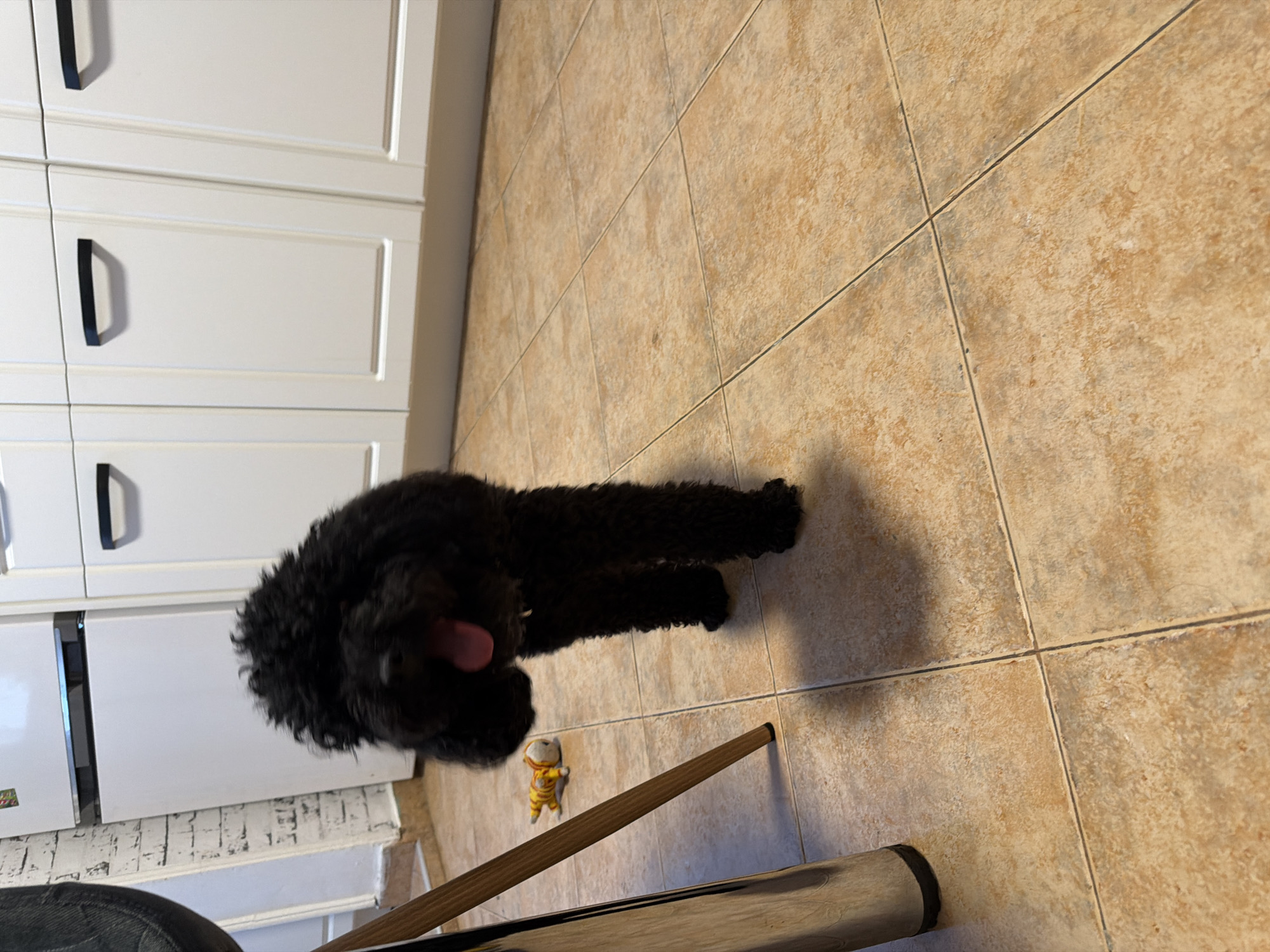 A black, fluffy dog, possibly a poodle or doodle, stands on a tiled floor in what appears to be a kitchen or utility room. The dog is seen from a slightly overhead perspective, looking upwards or towards the viewer, with its pink tongue slightly extended.
The background consists of white kitchen cabinets with black rectangular handles, stacked vertically along a wall. The cabinets feature a simple, recessed panel design. The floor is covered in large, light brown or beige square tiles with visible grout lines, exhibiting a textured, somewhat mottled surface.
Near the dog's front paws, a small yellow and orange toy figure lies on the tiled floor. In the lower right corner, parts of a wooden chair or table leg and a metallic furniture base are visible. The scene is brightly lit by indoor lighting. No visible text is present in the image. The overall setting suggests a domestic environment, possibly in Sofia, Bulgaria.