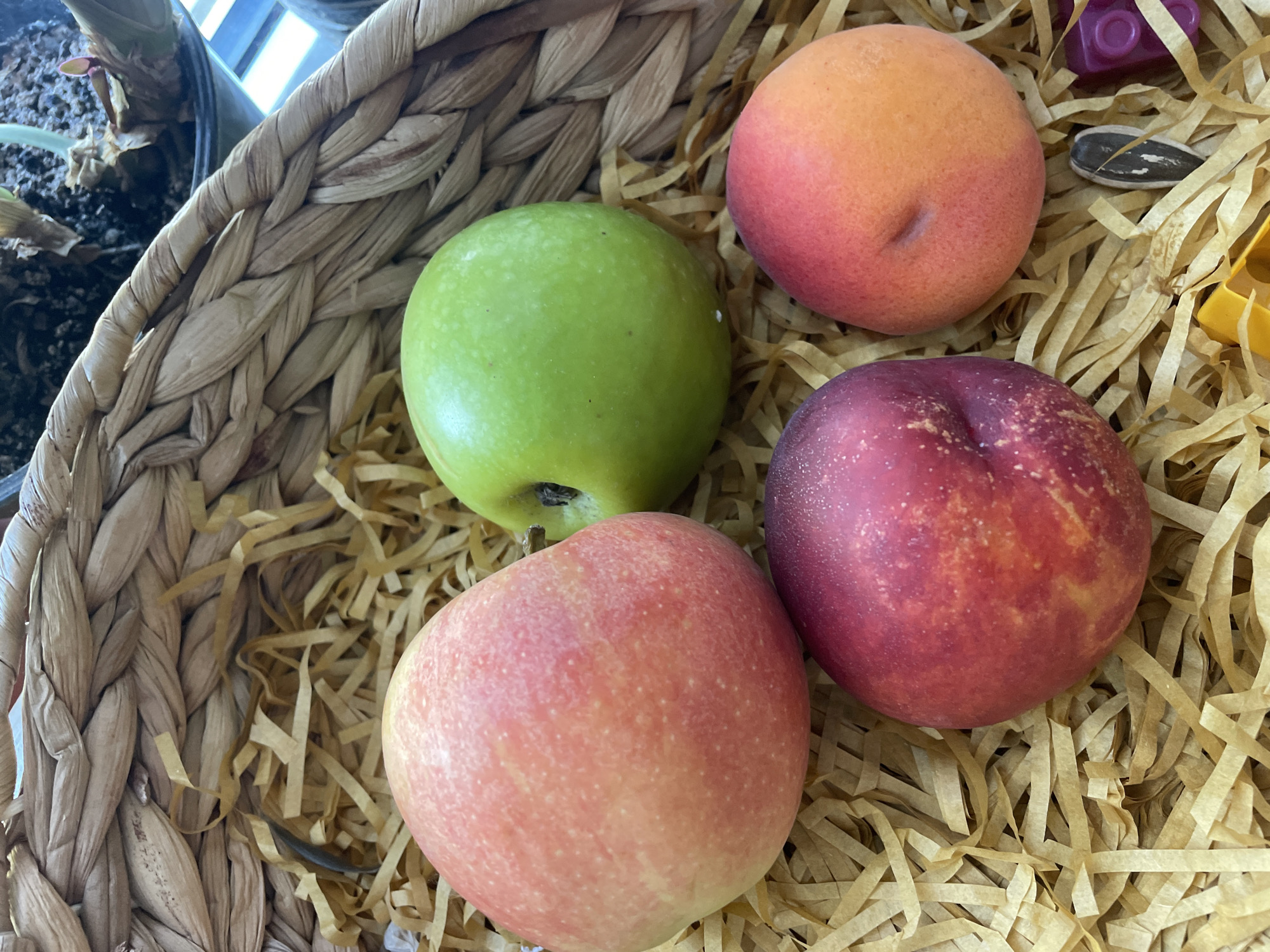 A close-up, high-angle shot shows a woven basket filled with shredded paper filler. Four pieces of fruit are arranged on top of the filler. To the left, a pale pink apple with some red blush is visible. Next to it, to the right, is a bright green apple. In the lower left quadrant, a deep red nectarine with lighter red streaks is positioned. To its right, an apricot with a gradient of orange and pink hues is located. In the bottom right corner, a single sunflower seed and a small purple object are partially visible among the filler. The scene is indoors, with natural light suggesting it is daytime. No specific location in Cahul, Moldova is identifiable from the image.