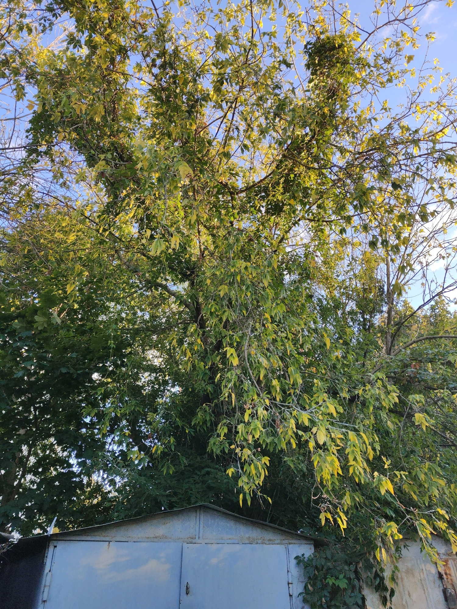 The image shows a tree with green and yellow leaves in front of a metal garage door. The sky is blue and there are some clouds visible. The tree branches are visible and some of the leaves are in focus, while others are blurred. The garage door appears to be made of corrugated metal and has a weathered appearance. There is some ivy growing on the side of the garage. The scene is outdoors, likely in a residential area.