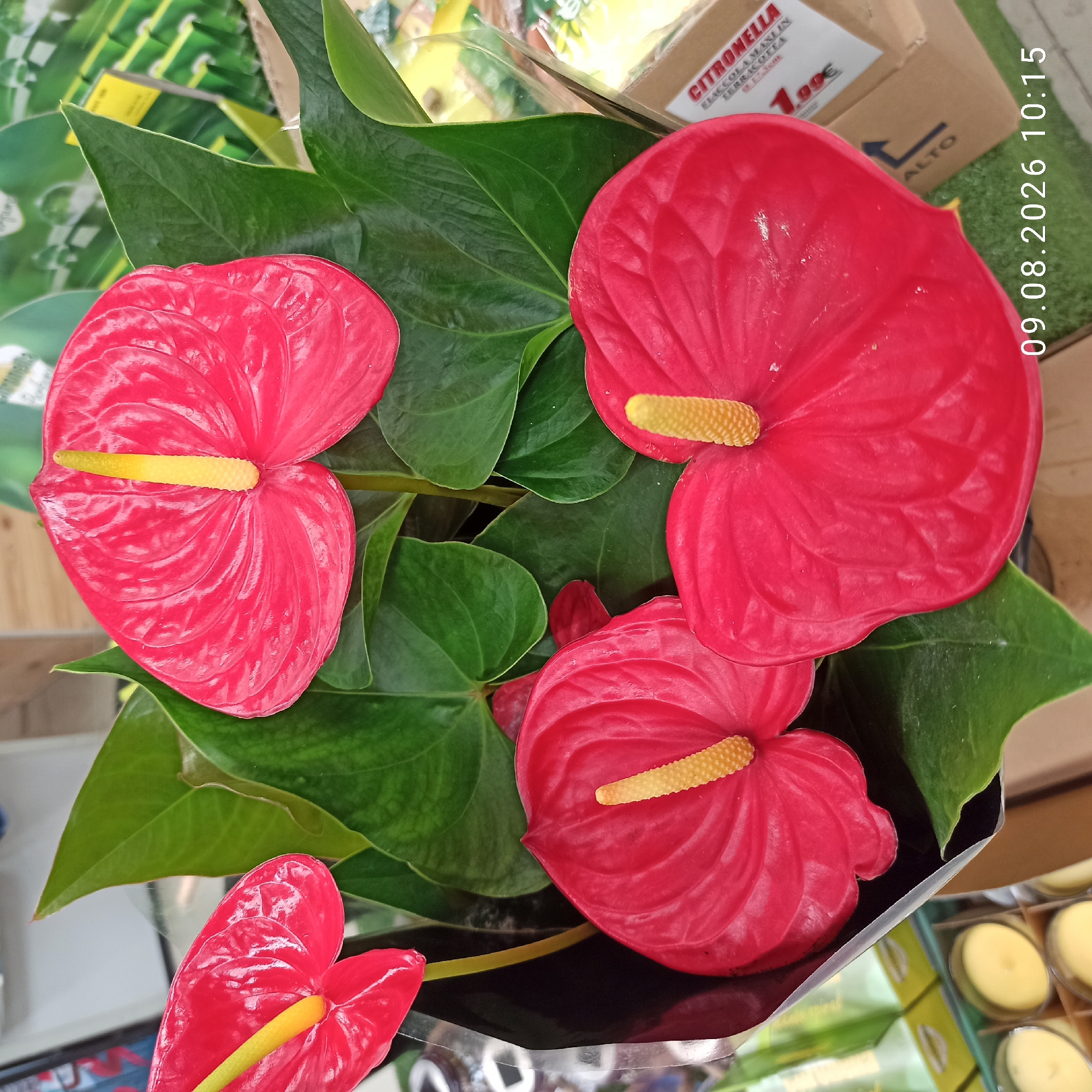 The image displays a close-up view of several bright red anthurium flowers with prominent yellow spadices, interspersed with lush green leaves. The flowers appear to be potted plants, possibly for sale, as suggested by a price tag visible in the background. This price tag reads "CITRONELLA," "FIACCOLAMA TERRACOTTA," and "1.99€". Additionally, a date stamp in the lower right corner indicates "09.08.2026 10:15". The background shows hints of retail shelving and other products, with a light-colored wall or structure visible. The setting appears to be an indoor environment, likely a store or market. Based on the embedded date stamp, it is highly probable that this image was taken in Molfetta, Italy, as this date format (DD.MM.YYYY) is common in Italy. There are no people or animals present in the image.