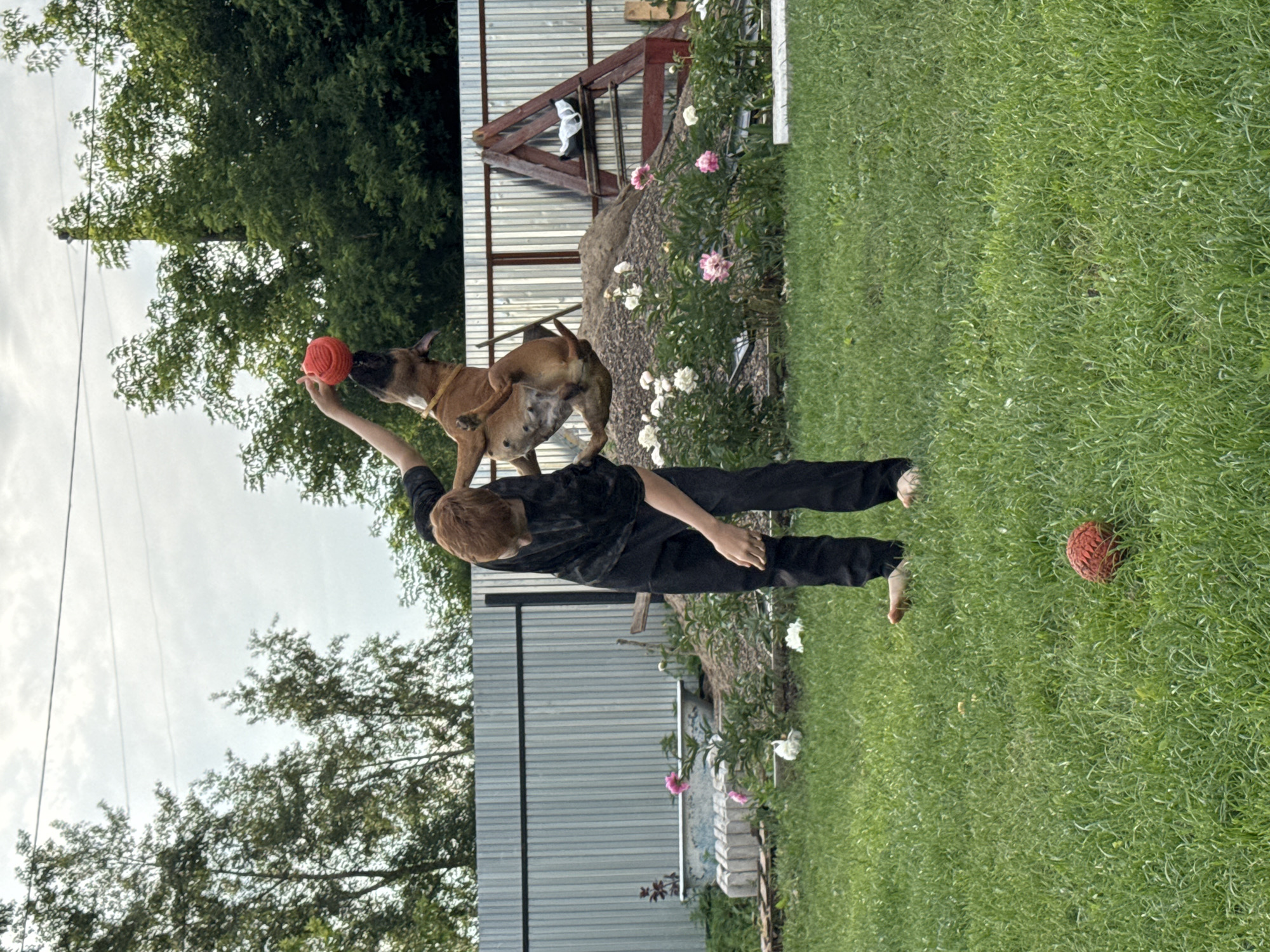 An outdoor candid shot captures a person in black clothing interacting with a dog mid-air. The person, seen from the knees down, is wearing black pants and appears to be barefoot. Their right arm is extended upwards, holding a red spherical object, presumably a ball, that the dog is reaching for. The dog, a tan-colored breed with a yellow collar, is airborne, its body positioned upside down as it attempts to grab the ball. It has its tongue out, indicating exertion or excitement.
The environment appears to be a backyard. A metal corrugated fence runs along the background. To the left of the fence, there are trees with green foliage. In the middle ground, there's a pile of what looks like wood chips or soil, with a few pink and white flowers growing in front of it. Behind the flowers, an old white bathtub is visible. To the right of the wood chip pile, a triangular wooden structure with some white material draped on it stands. The foreground is covered with green grass, and another red ball rests on the grass to the lower right of the frame. The sky above is overcast. The scene is set in a residential area, possibly a dacha or backyard in Chaikovsky, Russia, suggested by the architectural style of the fence and the general appearance of the yard.