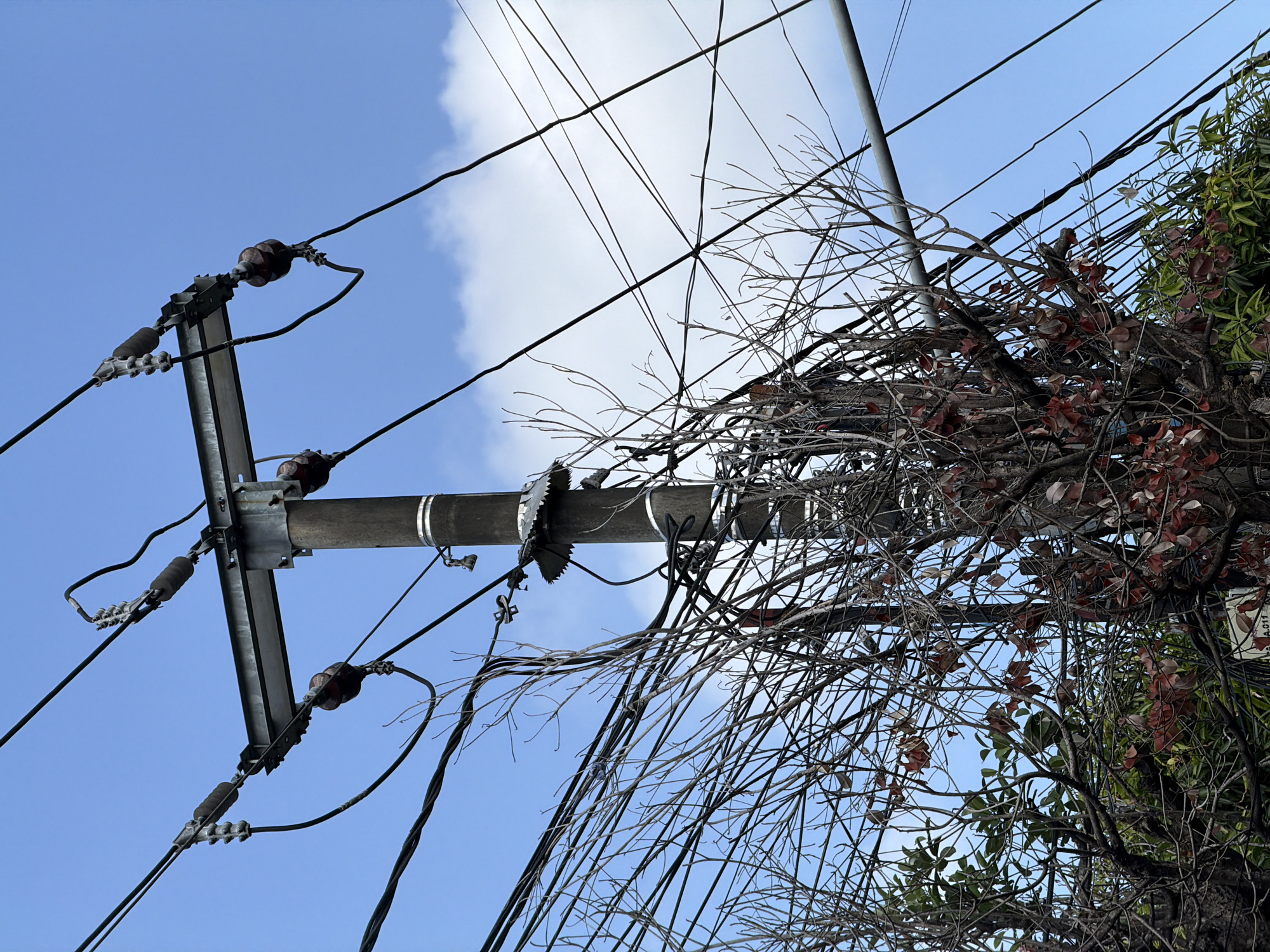 An outdoor, eye-level shot captures a utility pole and a tangle of overhead wires against a bright blue sky with wispy clouds. The pole, made of wood and reinforced with metal hardware, is adorned with insulators and multiple black electrical wires. At the base of the pole, bare branches of trees with sparse reddish-brown leaves are visible, interspersed with green foliage and a dense network of more electrical wires. A metal support arm extends from the pole, holding more wires and insulators. The scene is devoid of any people. The image's composition emphasizes the chaotic arrangement of the wires and the stark contrast between the man-made infrastructure and the natural elements of the trees. The lighting suggests it is daytime.