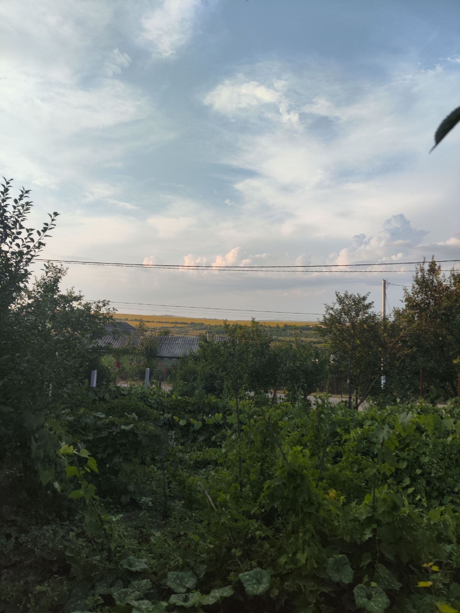 The image depicts a rural landscape in Risipeni, Moldova, under a partially cloudy sky. In the foreground, dense green foliage and trees dominate the scene, with some vines visible at the bottom. Beyond the vegetation, several houses with grey, corrugated roofs are visible. Further in the distance, a field of yellow crops stretches across the horizon, bordered by rolling hills. Power lines are strung across the mid-ground, supported by utility poles. The overall impression is one of a serene, agrarian setting.