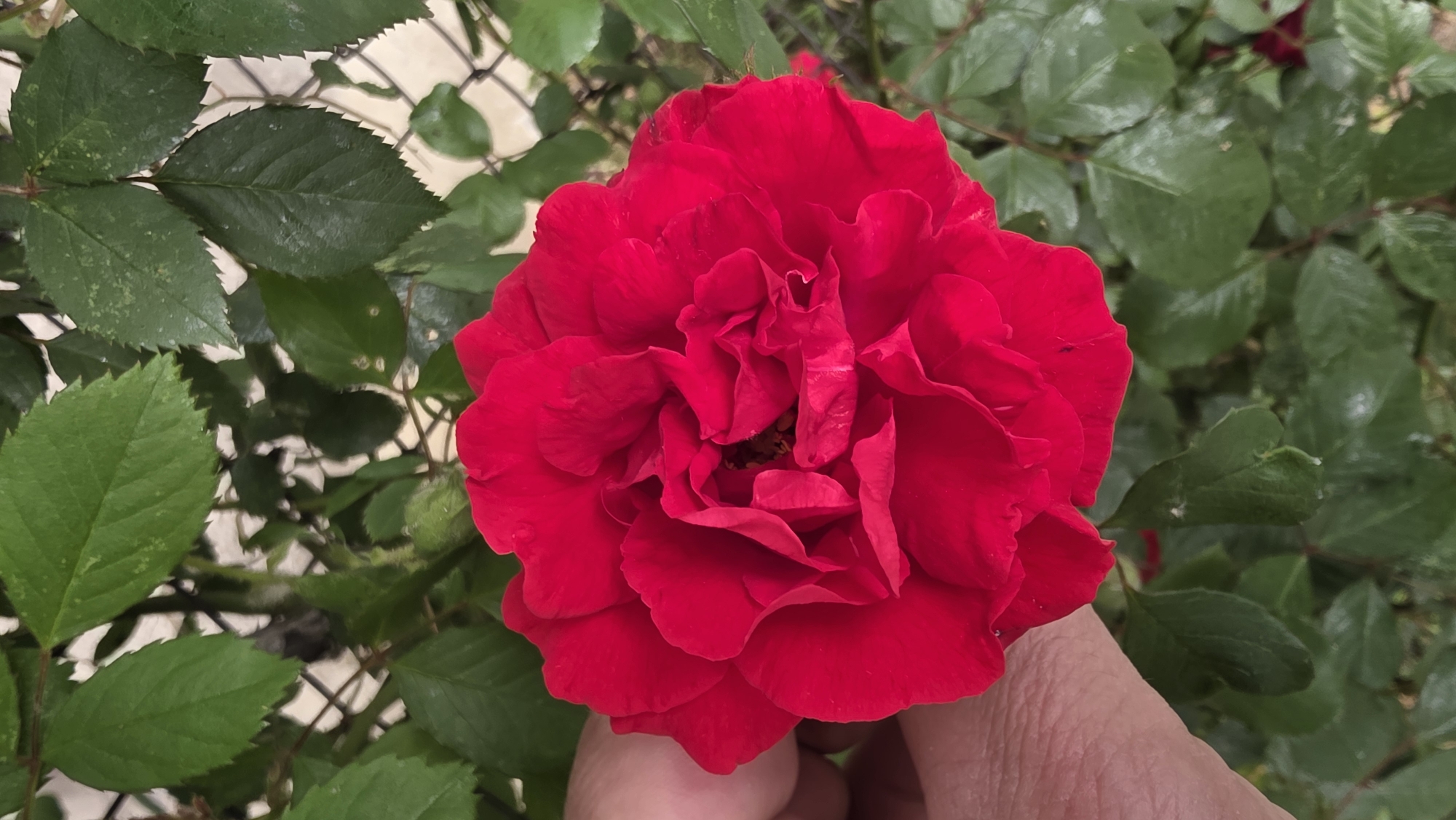 A red rose is held in a hand in front of green foliage. Some of the leaves have water droplets on them. Behind the foliage is a white wire fence. The location is not discernible from the image, but the user specified Blagoevgrad, Bulgaria.