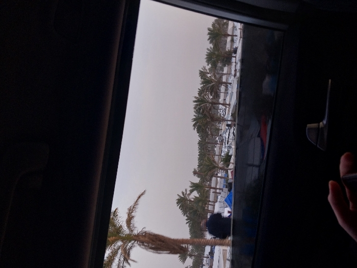View from a car window shows a row of palm trees partially covered in snow. The sky is overcast. In the foreground, another palm tree is visible. The view appears to be of a tropical location experiencing an unusual winter event. The scene includes glimpses of what appears to be a resort or residential area interspersed among the trees. A person's hand is partly visible on the right side.