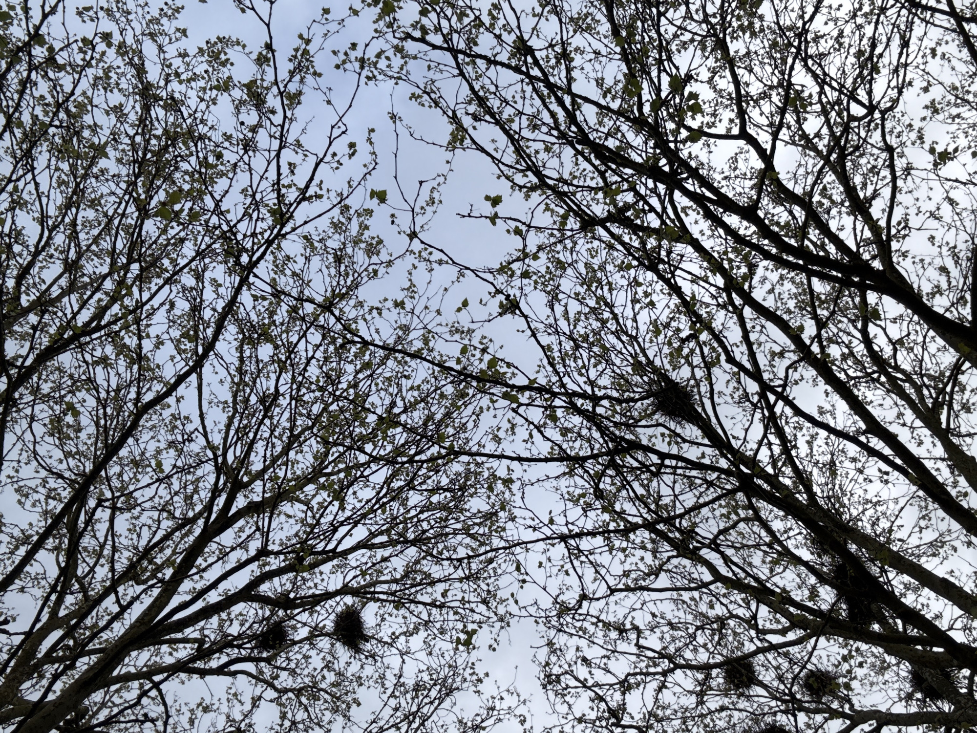 The image displays an upward view into the dense, intertwined branches of several trees against a light grey, overcast sky. The primary subjects are the dark, silhouetted tree branches, many still appearing bare, but also adorned with numerous small, light green leaves just beginning to unfurl, suggesting early spring. Scattered throughout the intricate network of branches are several dark, spherical bird nests, constructed from twigs and other natural debris. The sky is uniformly pale and cloudy, indicating an overcast daytime. No explicit activity is taking place, but the presence of multiple nests implies a habitat for nesting birds. There are no visible people or text in the image. The scene conveys a quiet, natural environment. The location context provided is Esch-sur-Alzette, Luxembourg.