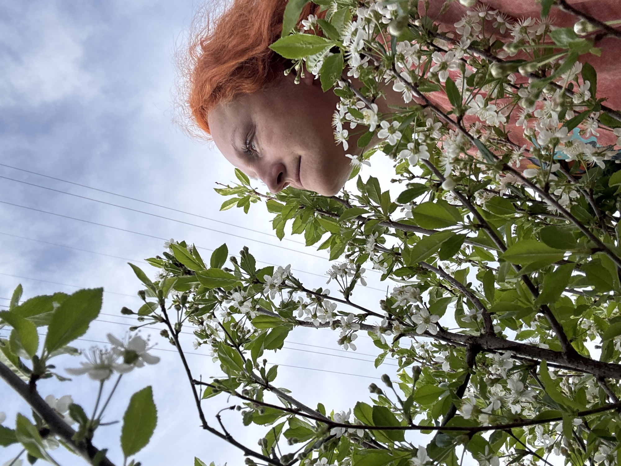 A person with red hair is looking down at a blossoming tree. The location appears to be in the city of Chaikovsky, Russia. The person is wearing a pink shirt. The background is a cloudy sky with power lines visible. The tree is full of white flowers and green leaves.