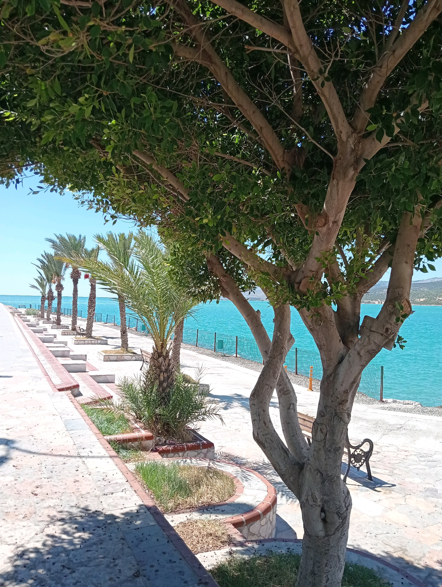 The image depicts a scenic view along the coastline of Silifke, Turkey. In the foreground, a large, mature tree with a gnarled trunk and lush green leaves provides shade over a paved walkway. The walkway, constructed with stone tiles, runs parallel to a body of turquoise water. Several palm trees are planted in a row along the edge of the walkway, interspersed with benches. The water is calm, with a clear blue sky overhead. In the background, hills are visible in the distance. The scene suggests a public recreational area or promenade, likely a popular spot for residents and tourists to enjoy the coastal environment.