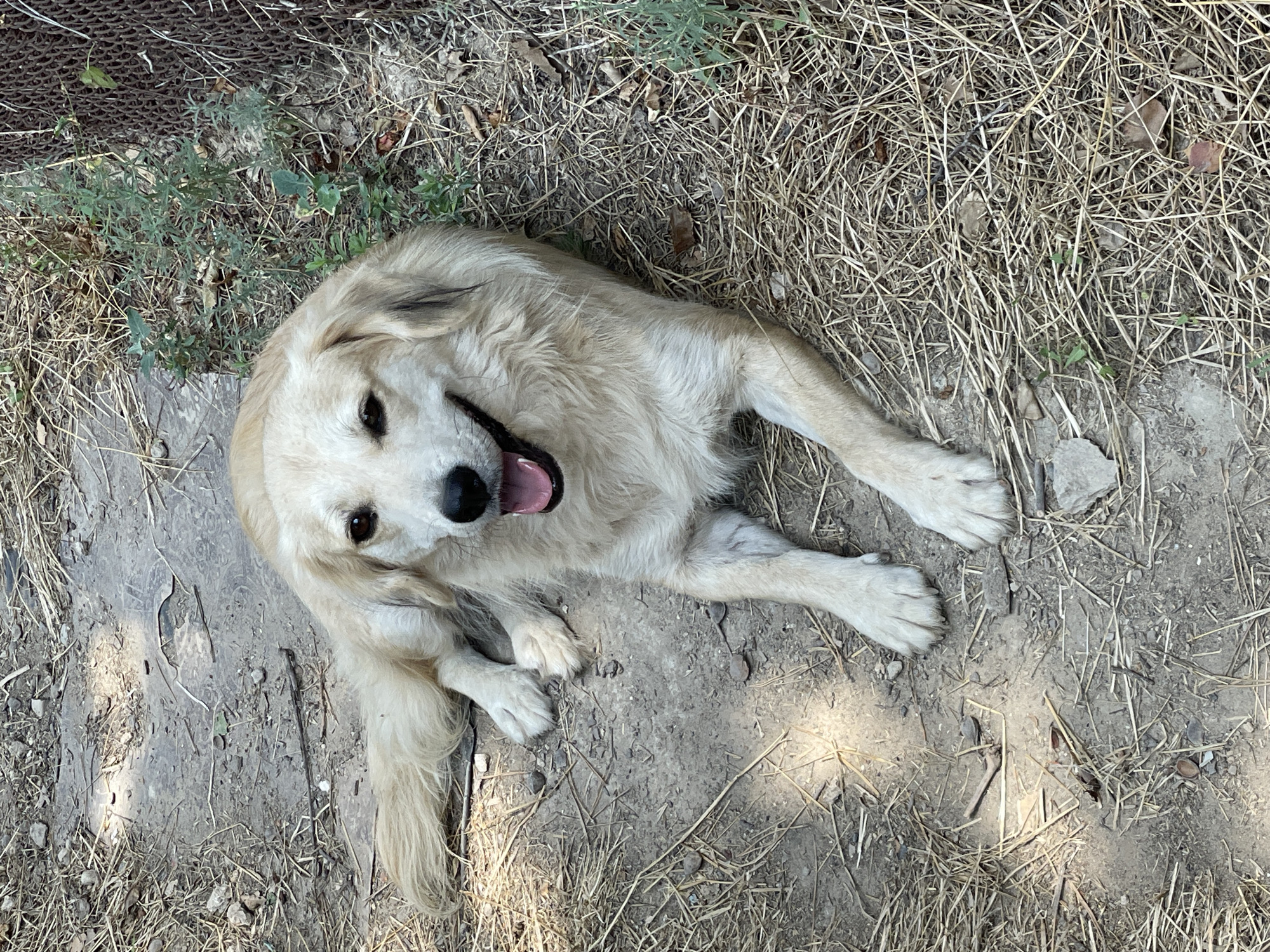 A light-colored dog with dark eyes and floppy ears lies on a patch of dirt and dry grass. The dog's mouth is open, showing its tongue. To the right of the dog, a rusty metal fence is visible, with green weeds growing around it. The ground is a mix of dry soil, straw, and small pebbles. Sunlight casts shadows on the ground. The scene appears to be in an outdoor area, possibly a yard or an undeveloped lot, within Aktau, Kazakhstan. There are no people or other discernible subjects in the image.