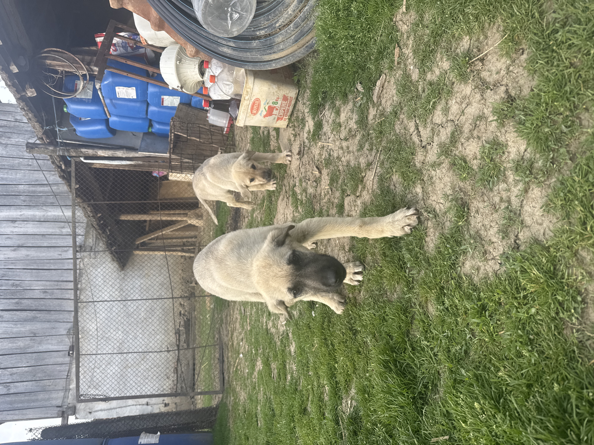 The image shows two light-colored puppies in a yard. The foreground puppy is larger and lying down with its front paws extended. The smaller puppy is standing behind it. The ground is a mix of dry dirt and patches of green grass. In the background, there's a structure with a wire fence and a pile of miscellaneous objects including blue plastic containers, a tire, and a bucket with writing on it. Based on provided data, the location is Dobrevtsi, Bulgaria.