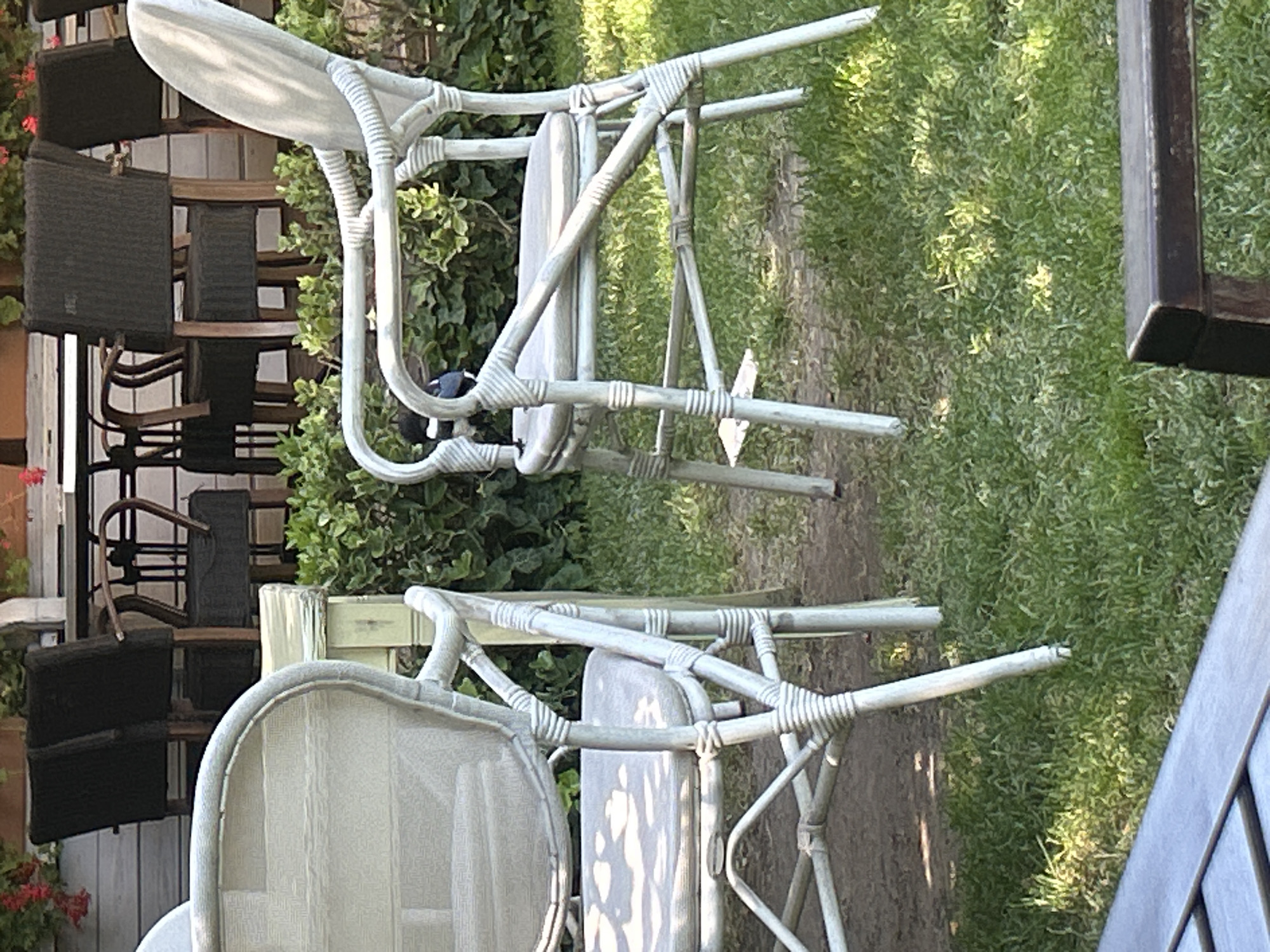 An outdoor seating area, likely a cafe or restaurant, is depicted with a focus on chairs and surrounding greenery. In the foreground, to the left, is a light-colored woven armchair with a light grey cushion. To the right, another similar armchair is visible, also light-colored and woven, with a dark bird perched on its seat. Behind these chairs, other seating and tables are partially visible, including dark-colored chairs with wooden frames and woven seats, set against a light-colored wooden wall. Lush green bushes and grass form the background, with dappled sunlight illuminating the scene. This setting appears to be in Varna, Bulgaria, given the context.